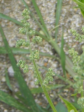 DSCN2408-1.JPG