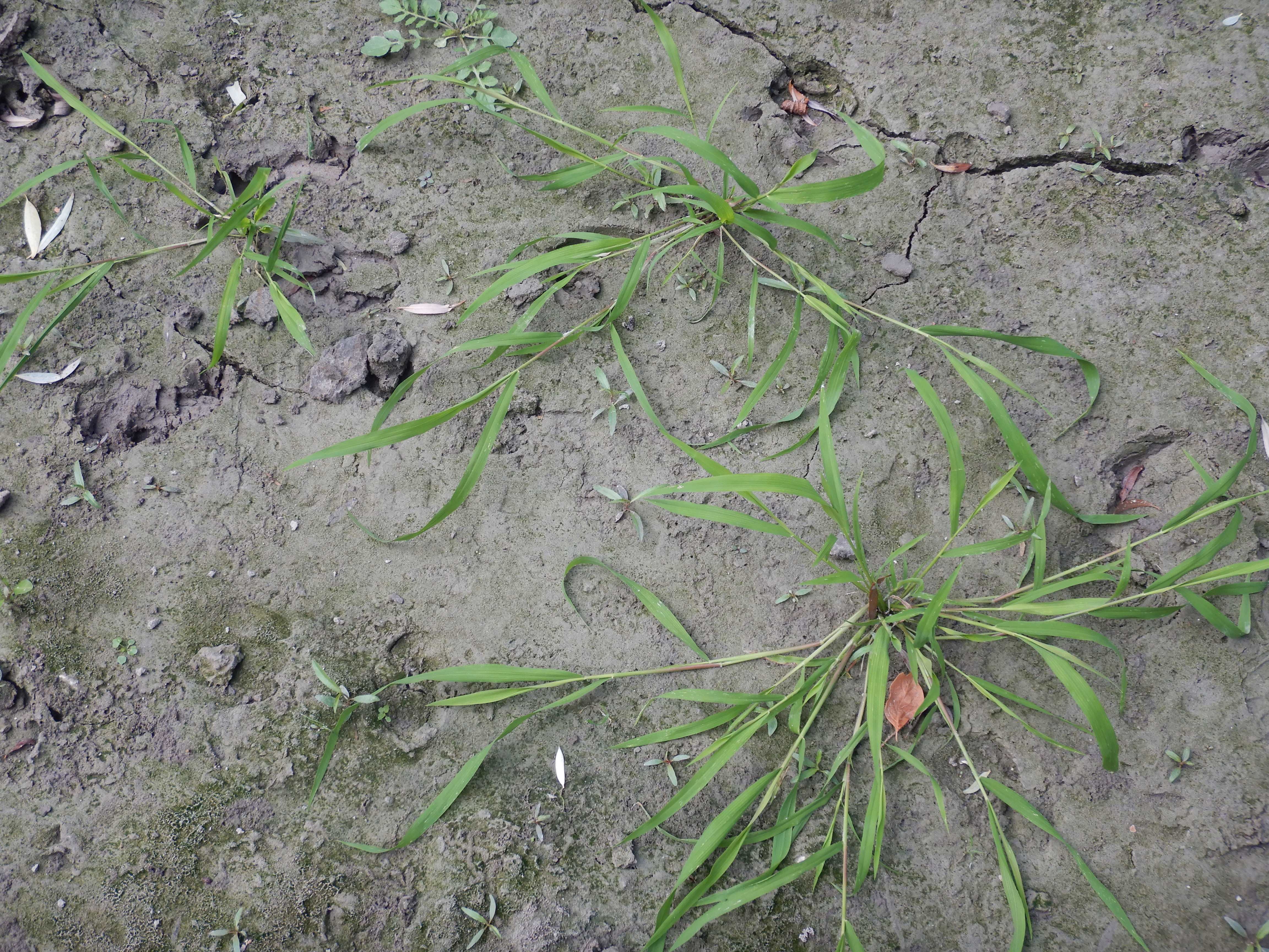 DSCN9564 2026-08-18 orther au-arme leersia oryzoides.jpg