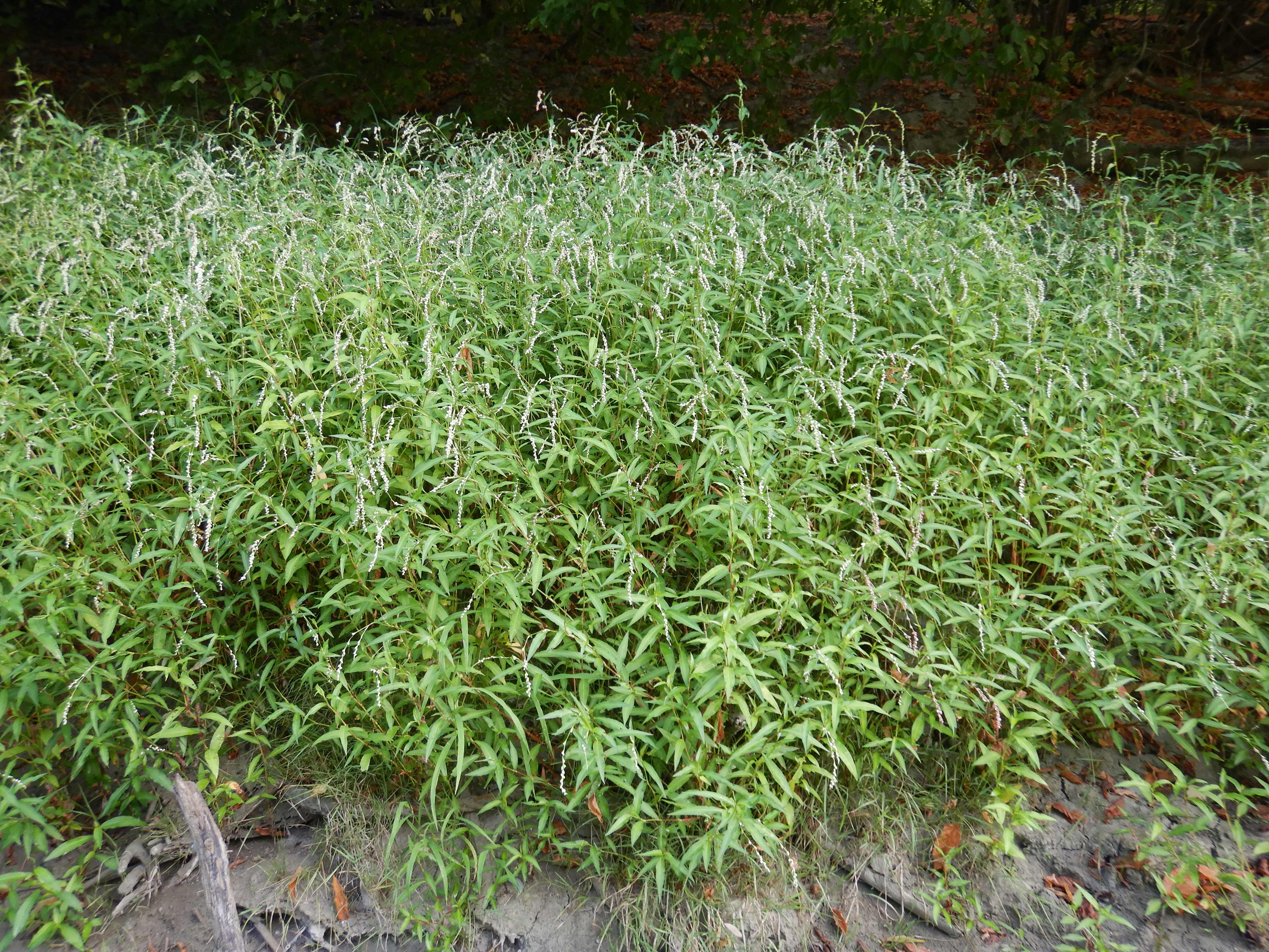 DSCN9569 2026-08-18 orther au-arme persicaria dubia.jpg