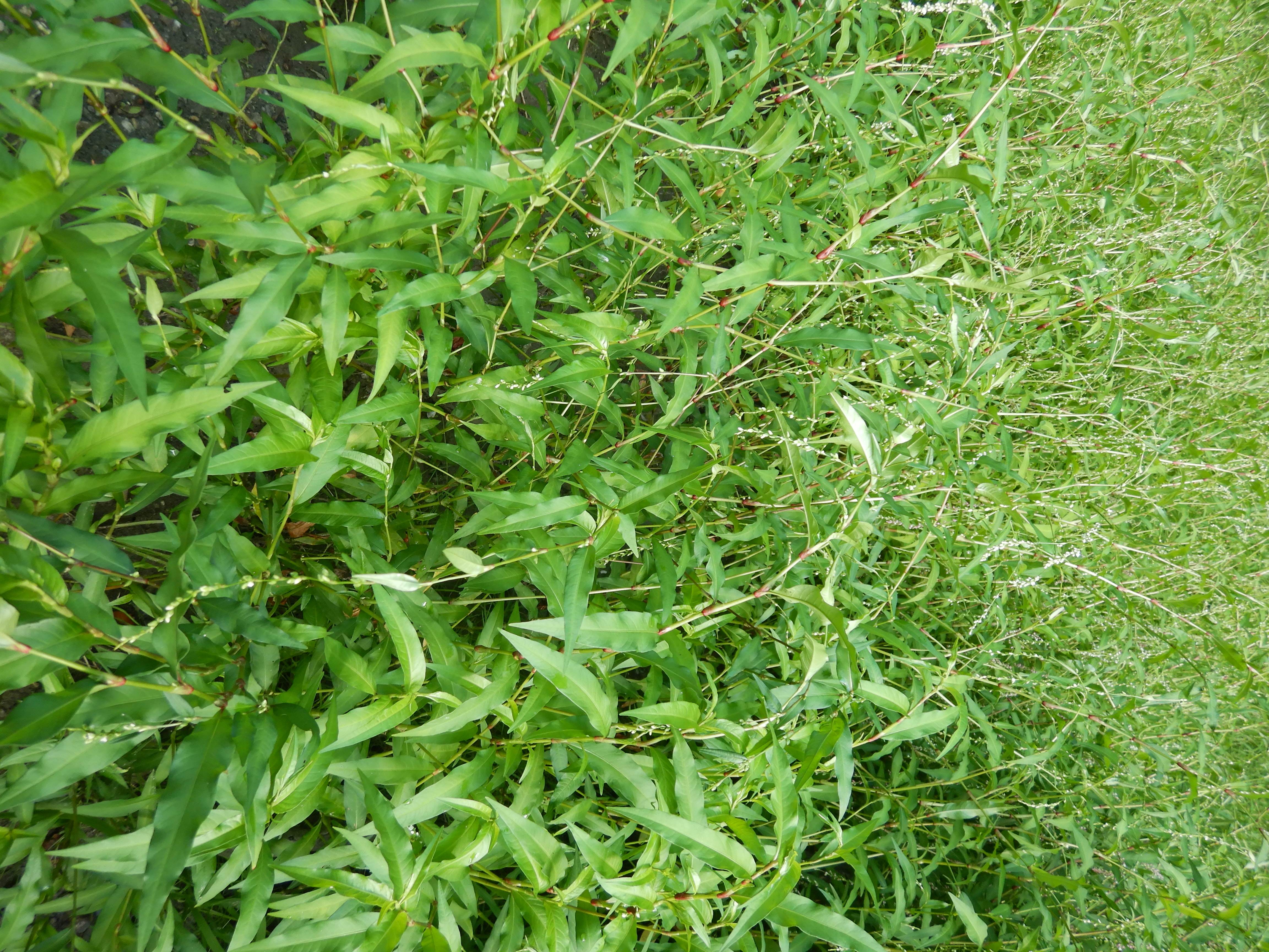 DSCN9608 2026-08-18 orther au-arme persicaria hydropiper.jpg