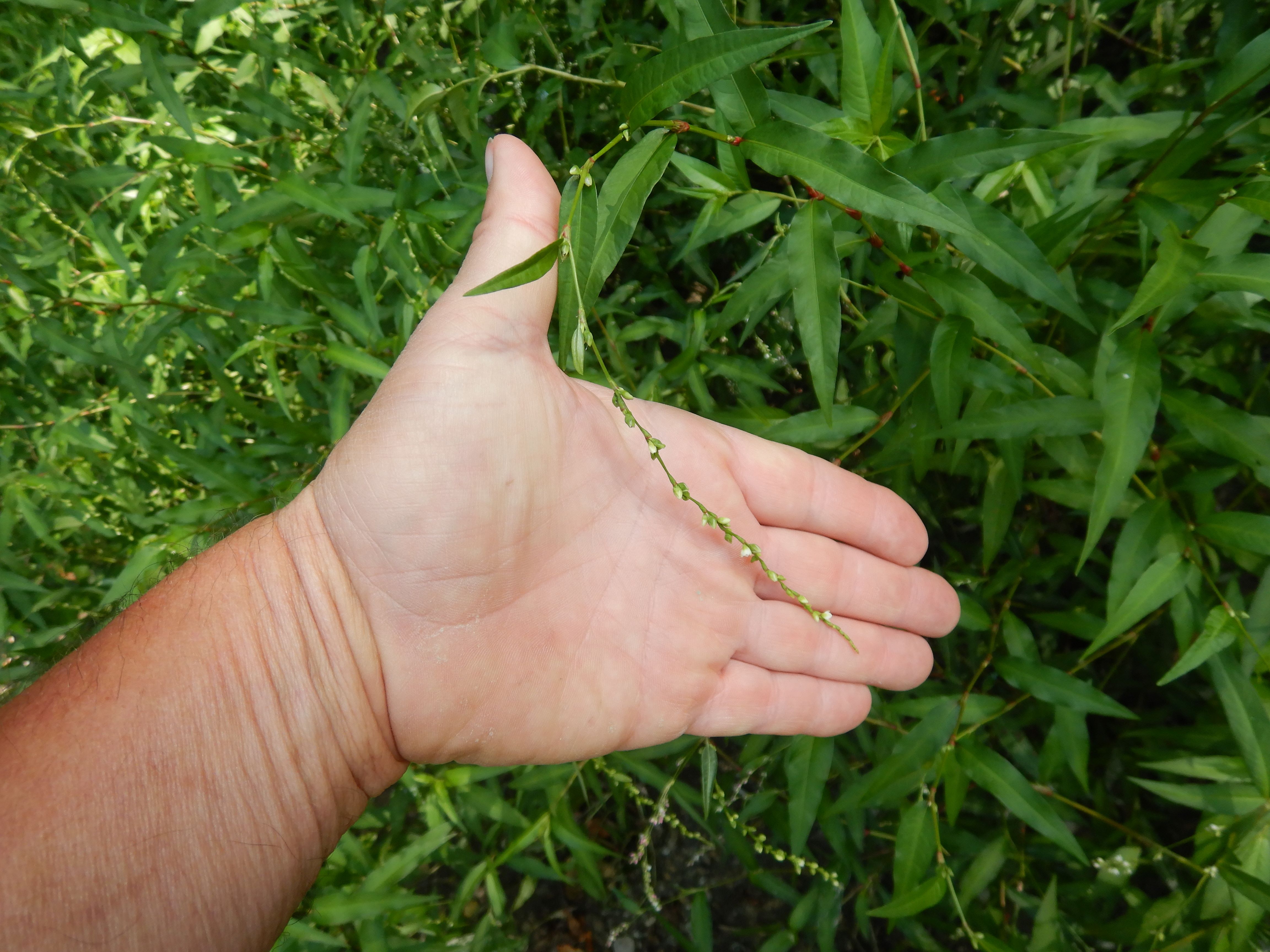 DSCN9613 2026-08-18 orther au-arme persicaria hydropiper.jpg