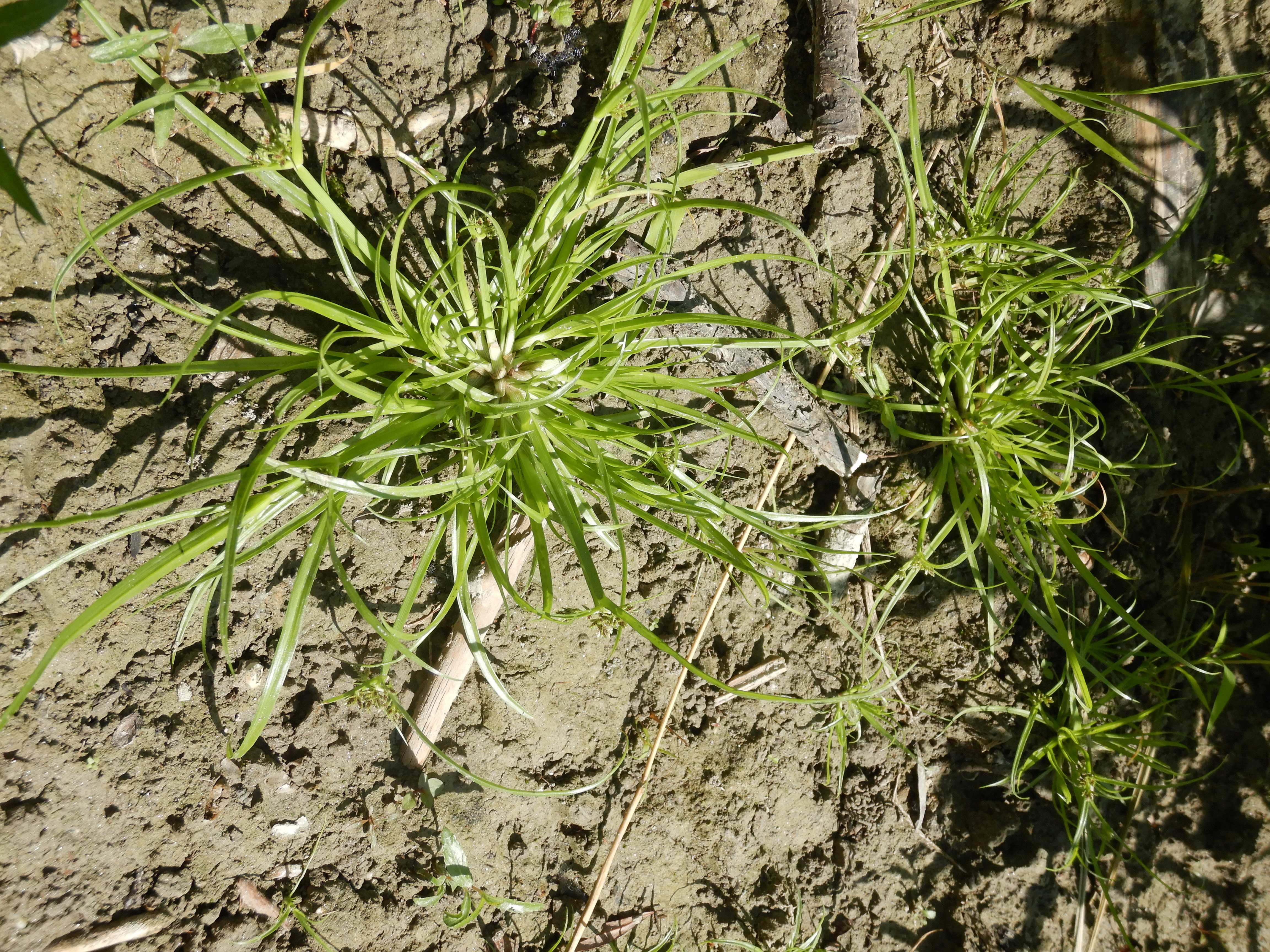 DSCN9653 2026-08-18 orther au-arme cyperus fuscus.jpg