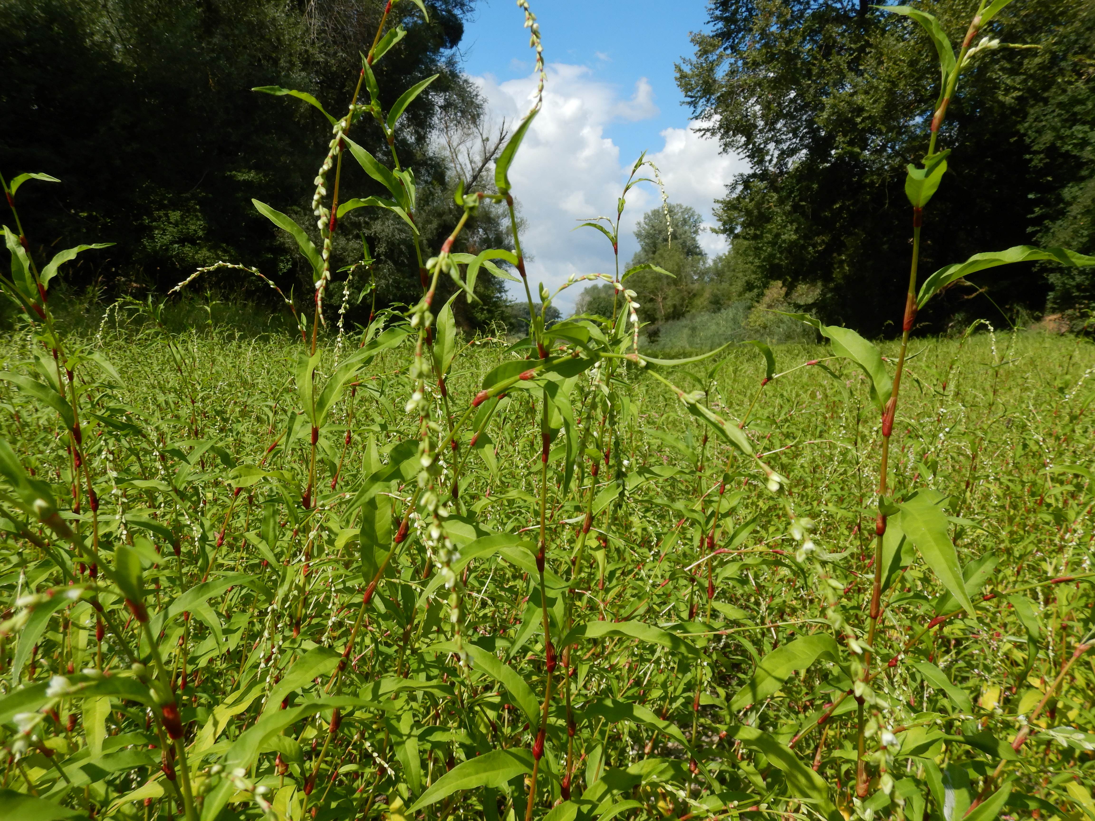 DSCN9661 2026-08-18 orther au-arme persicaria hydropiper.jpg
