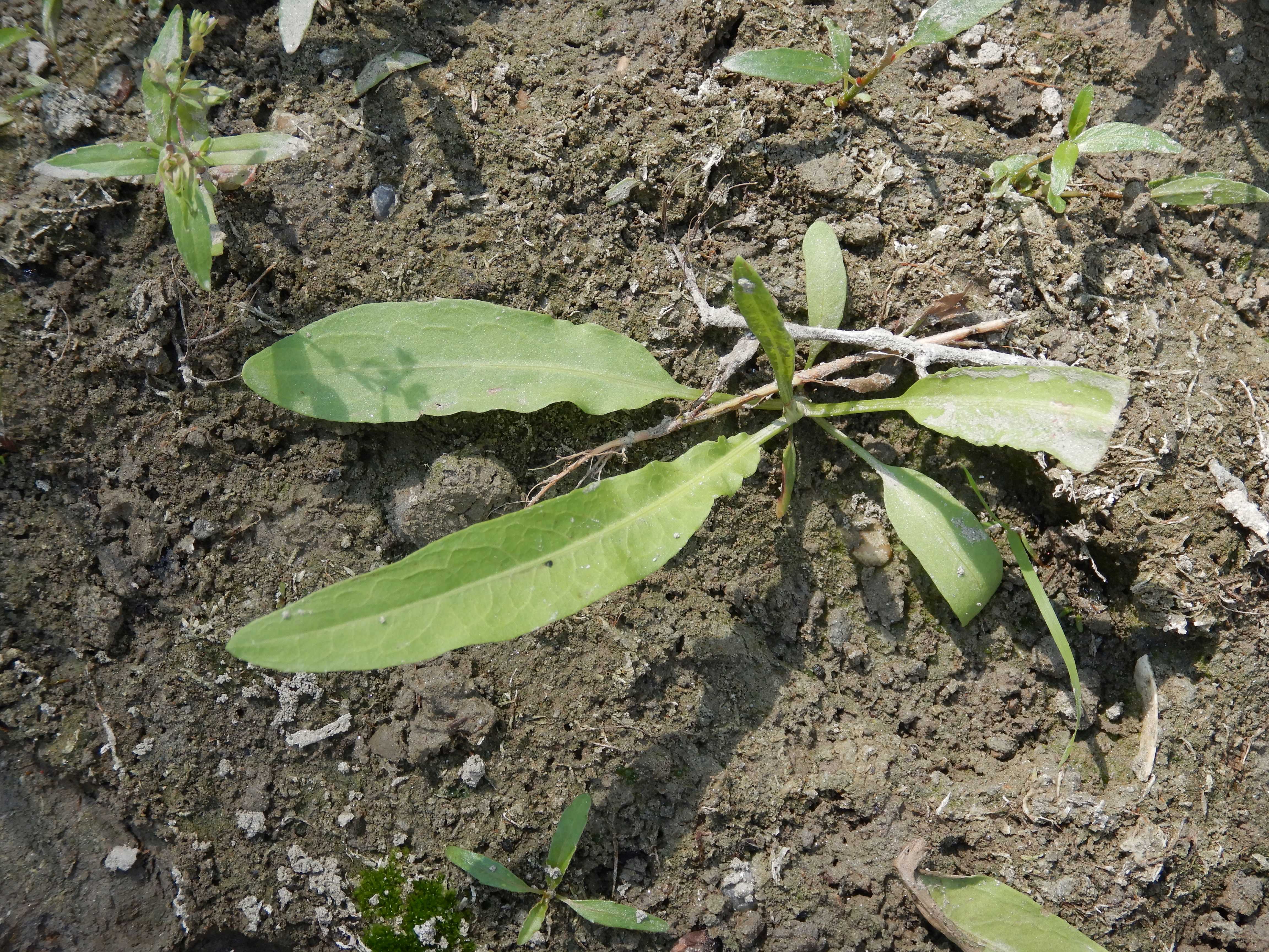 DSCN9672 2026-08-18 orther au-arme rumex cf. palustris.jpg