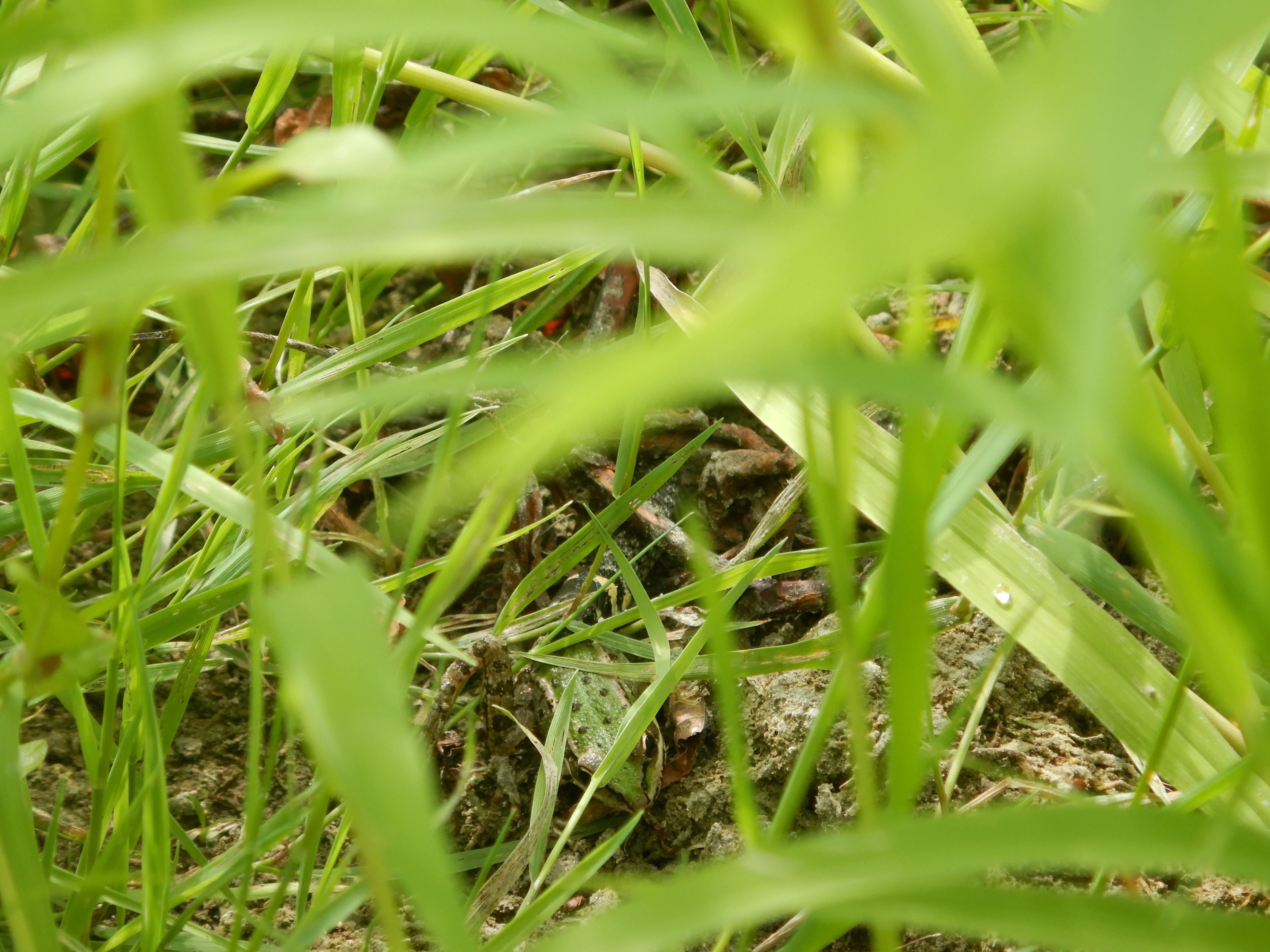 DSCN9699 2026-08-18 orther au-arme schlange+frosch.jpg