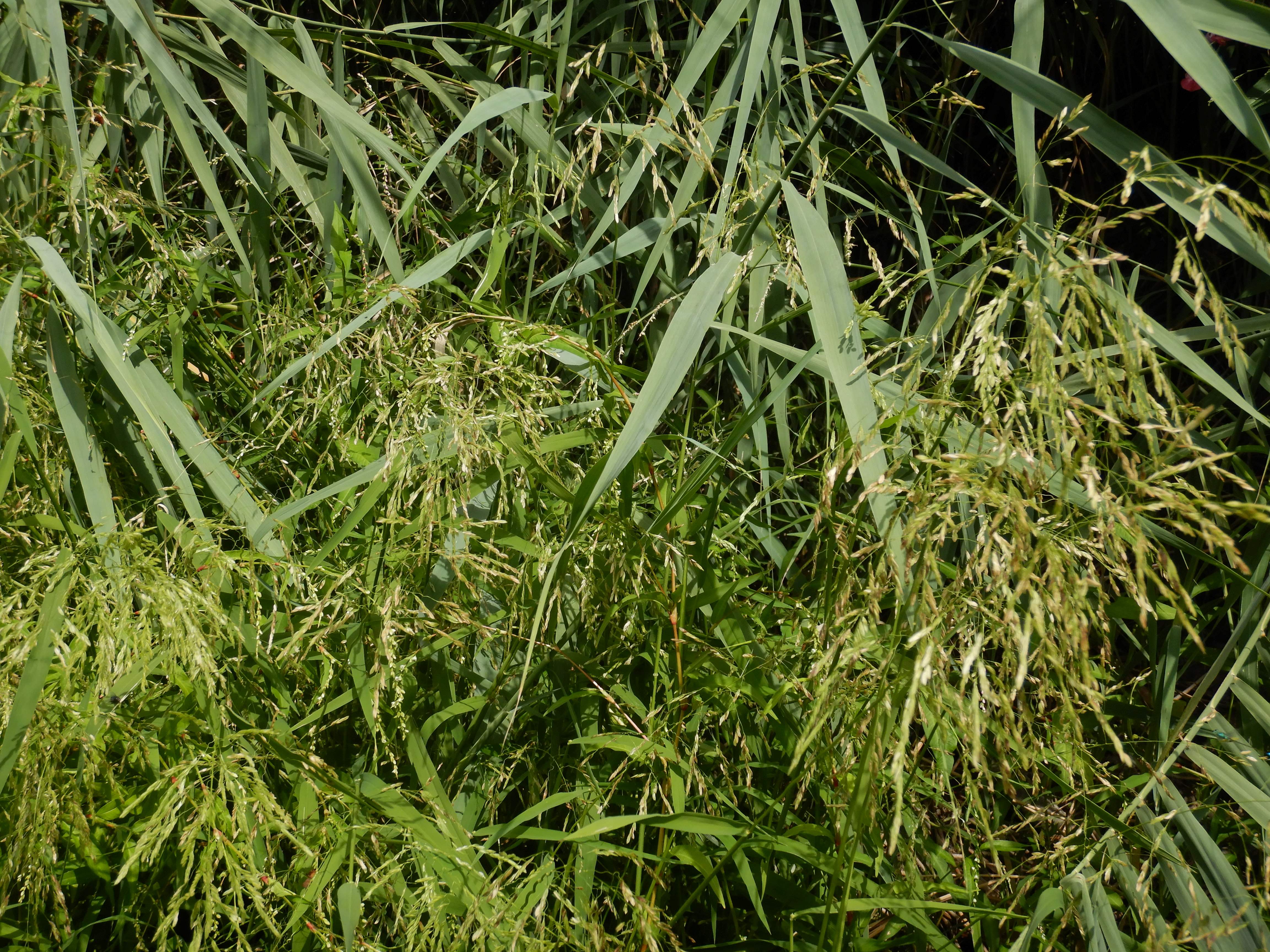 DSCN9740 2026-08-18 orther au-arme leersia oryzoides, phragmites australis.jpg