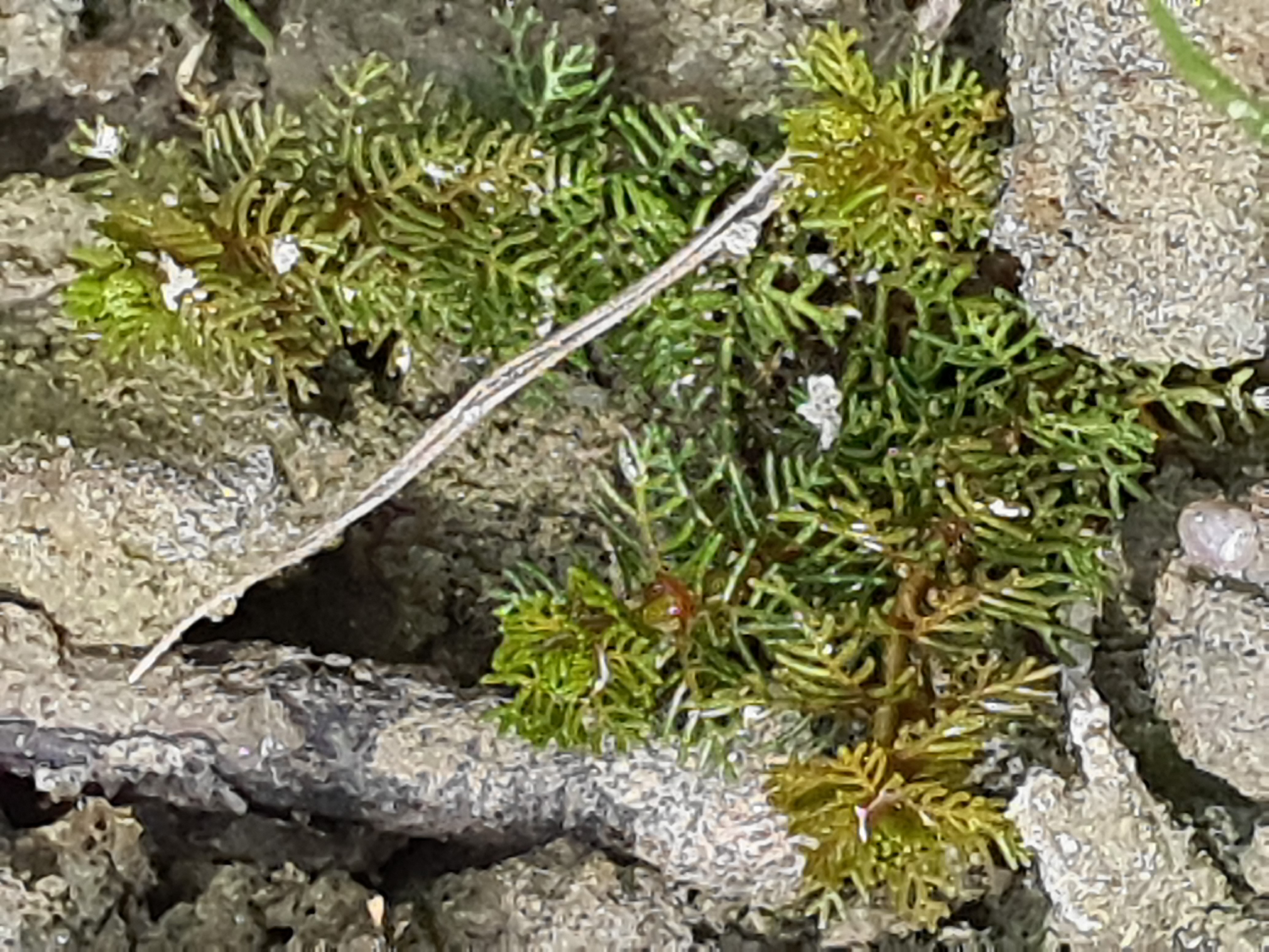 IMG_20260818_123006 2026-08-18 orther au-arme myriophyllum spicatum.jpg