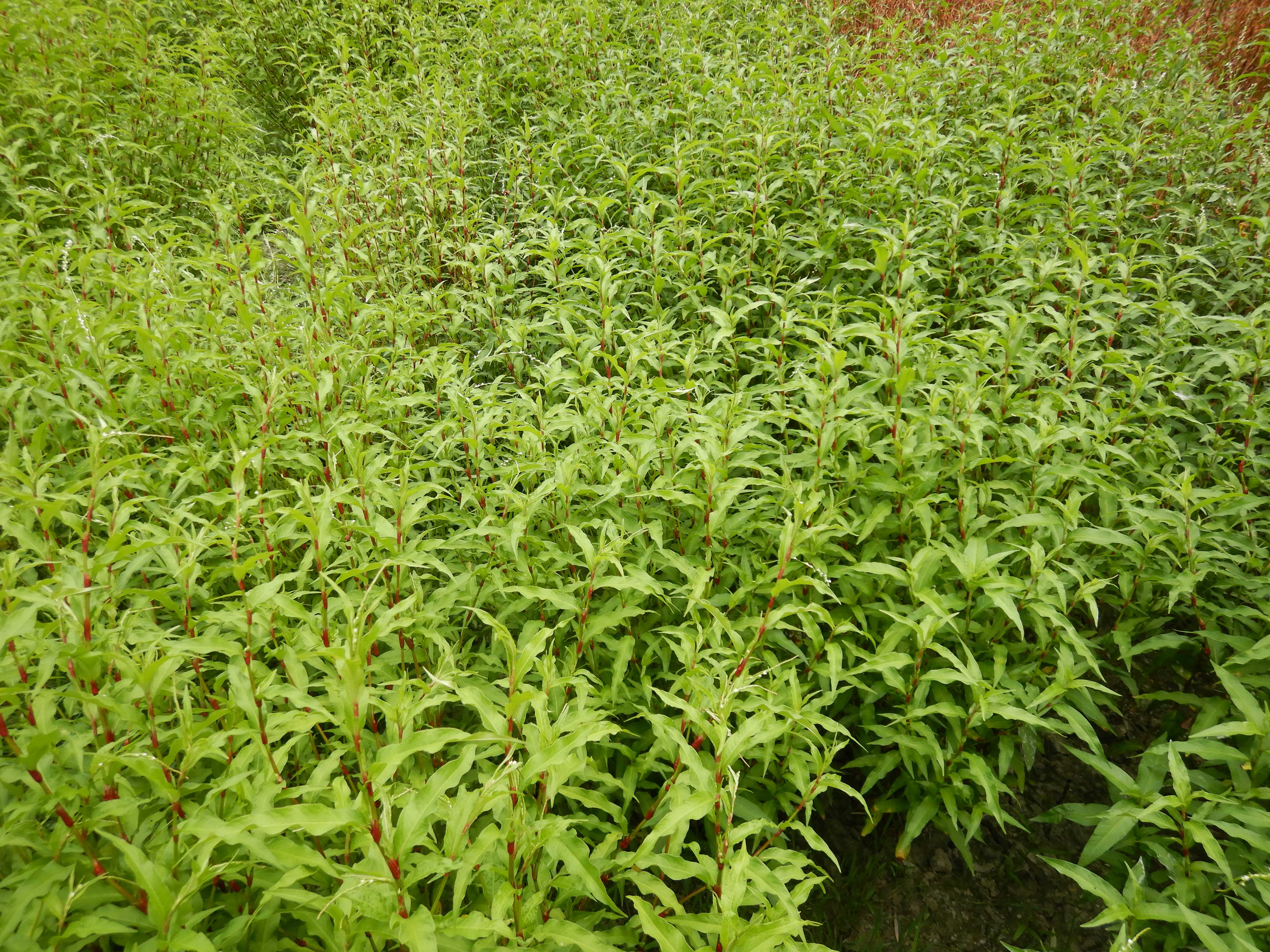 DSCN9889 2026-08-18 orther au-arme persicaria hydropiper.jpg