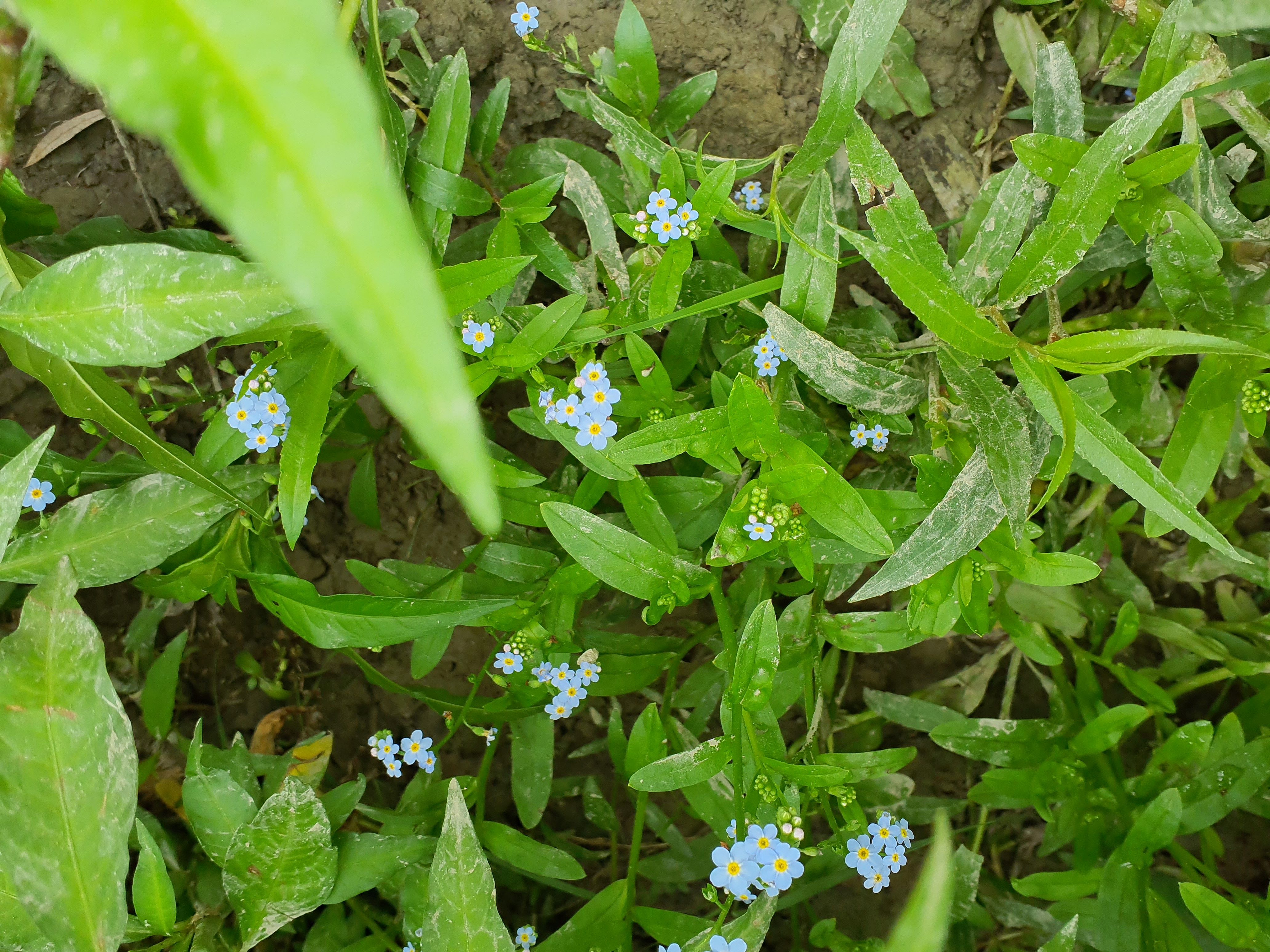 IMG_20260818_134633 2026-08-18 orther au-arme myosotis scorpioides.jpg