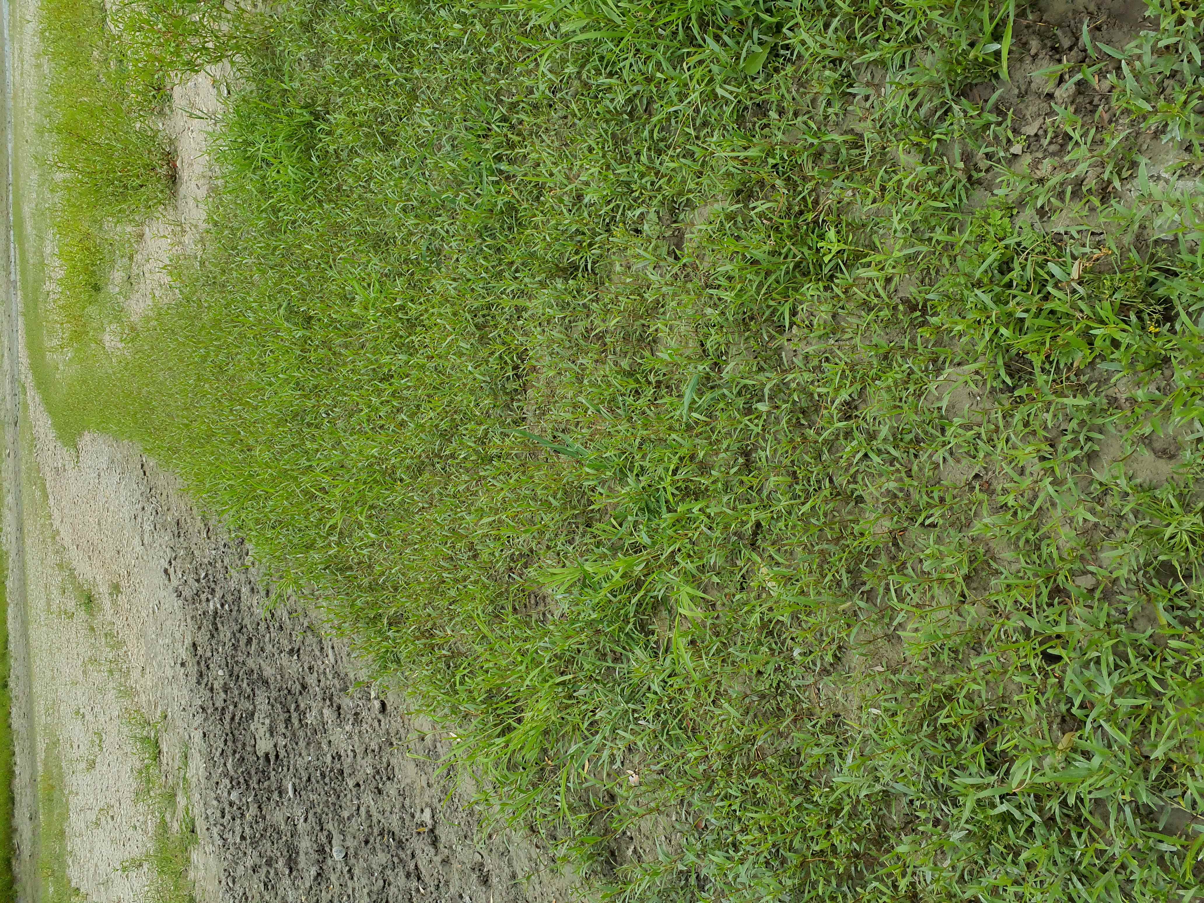 IMG_20260818_140037 2026-08-18 orther au-arme salix alba.jpg