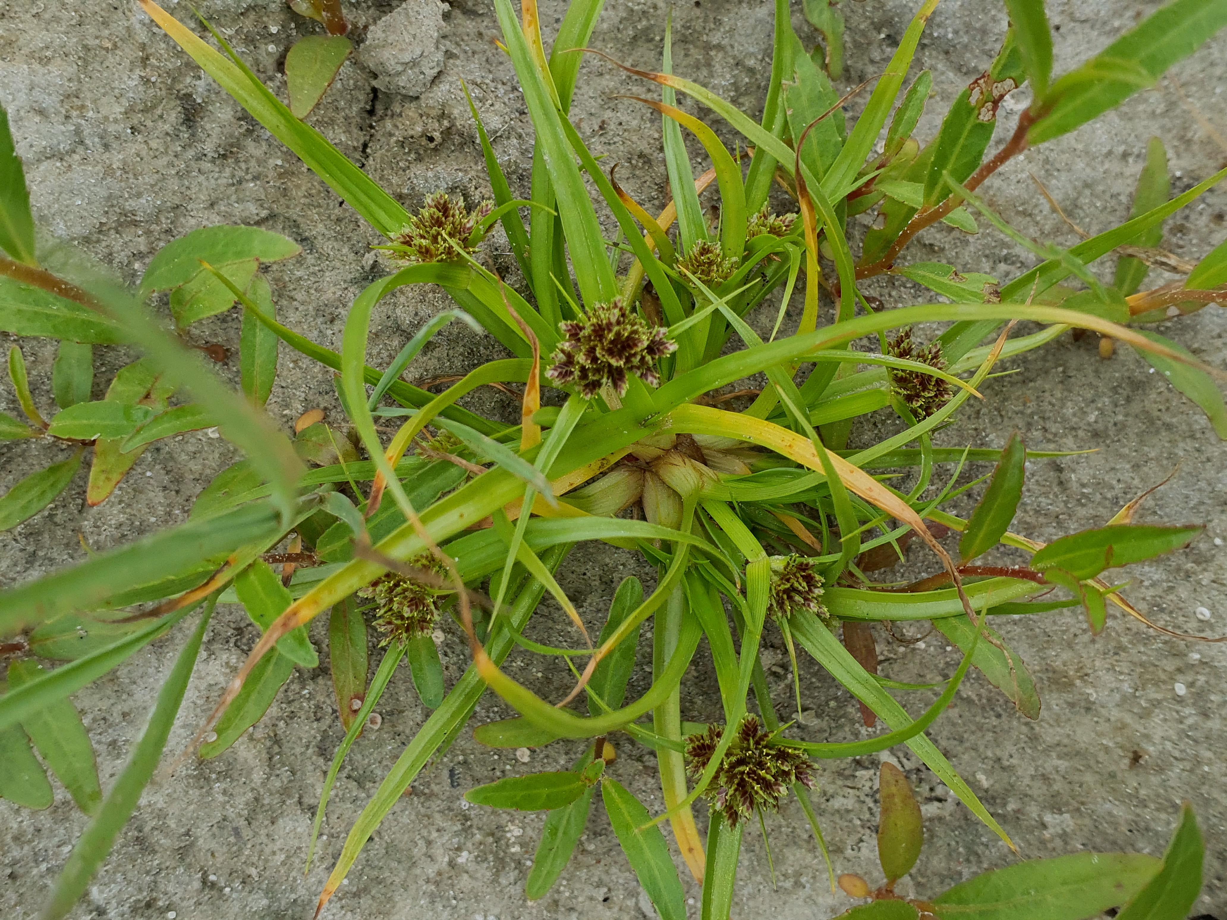 IMG_20260818_140202 2026-08-18 orther au-arme cyperus fuscus.jpg