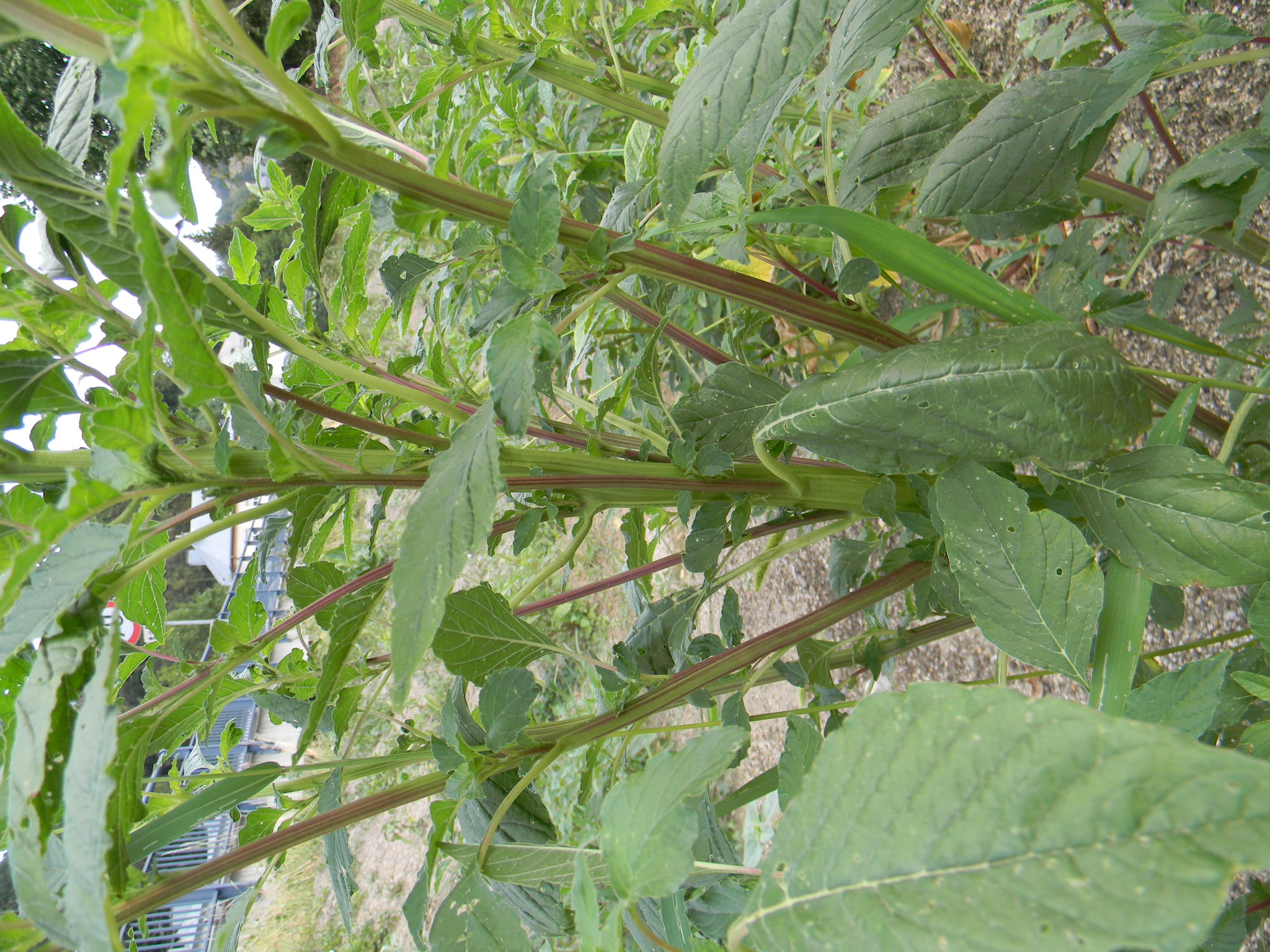 DSCN2402.JPG