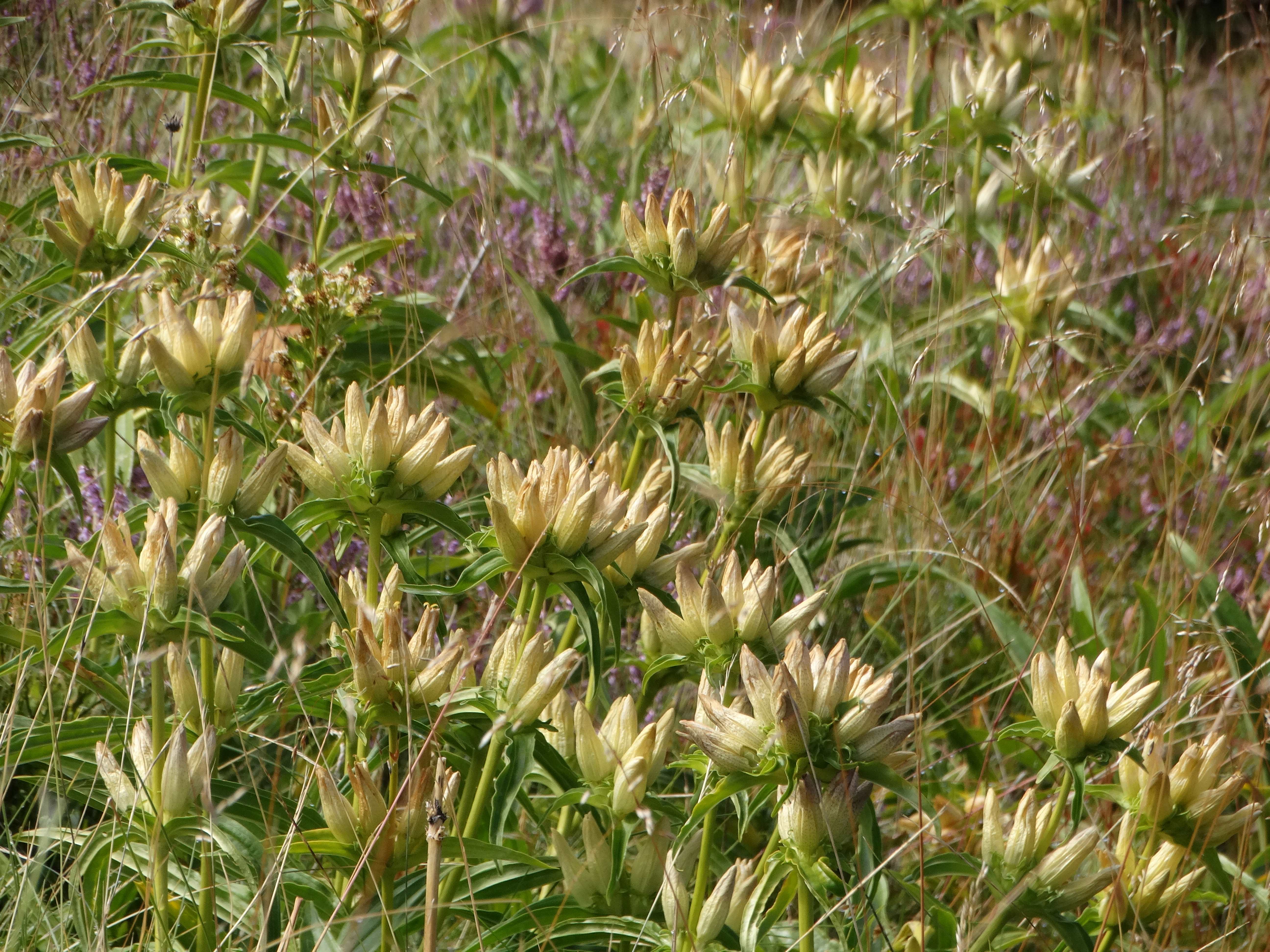 DSC08112 2026-08-19 pretul, stmk gentiana pannonica ronnigeri.jpg