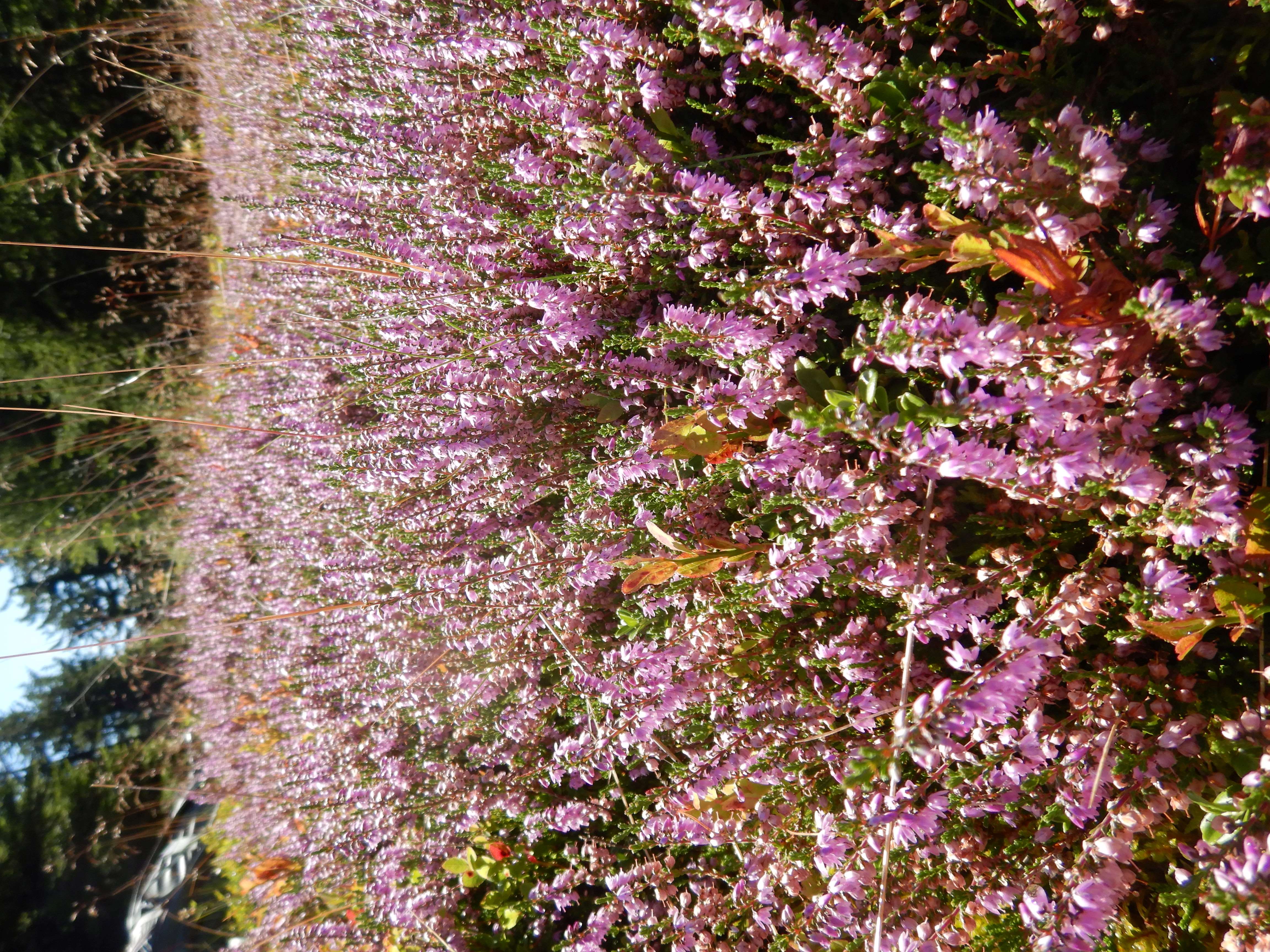 DSCN0228 2026-08-19 pretul, stmk calluna vulgaris.jpg