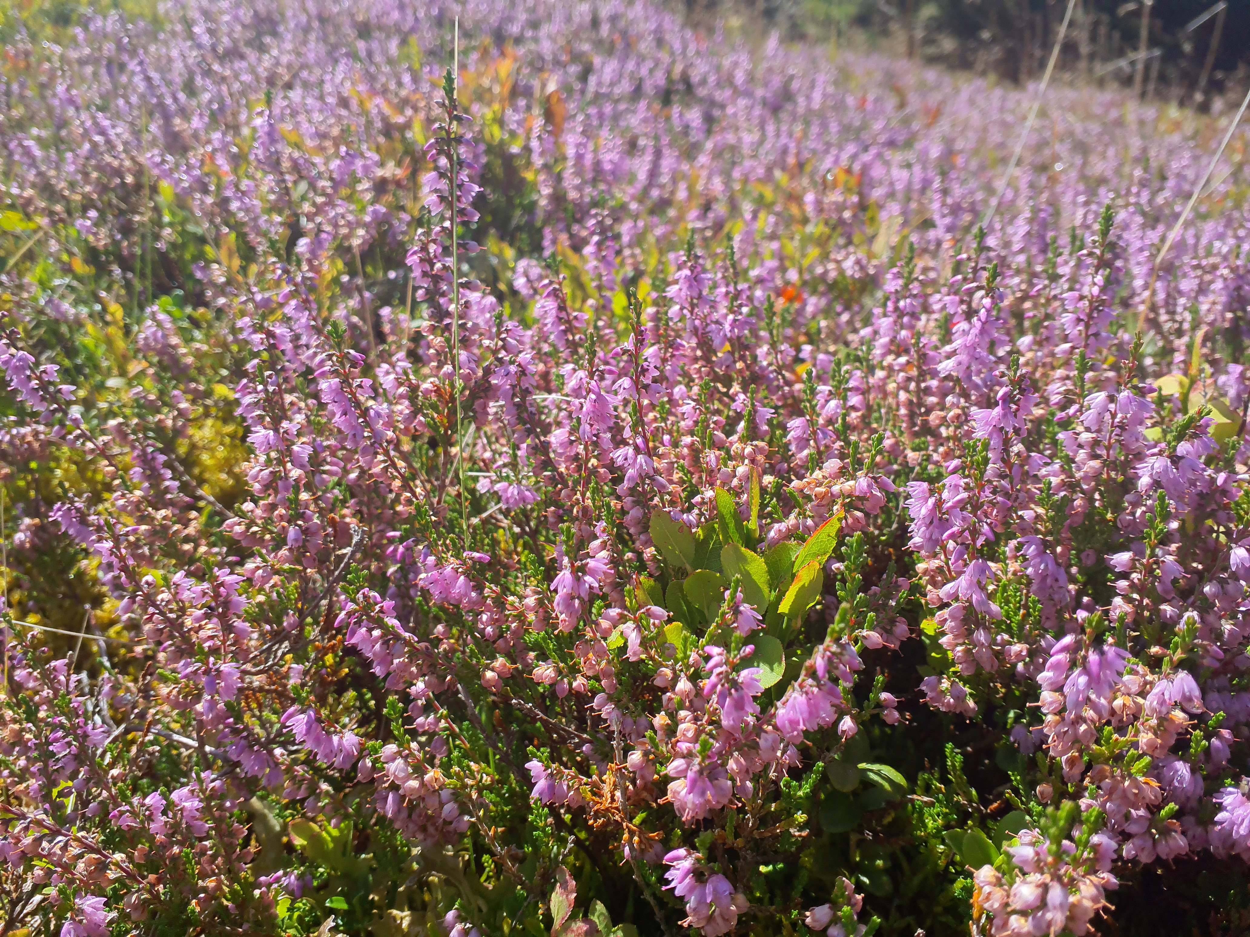 IMG_20260819_114405 2026-08-19 pretul, stmk calluna vulgaris.jpg