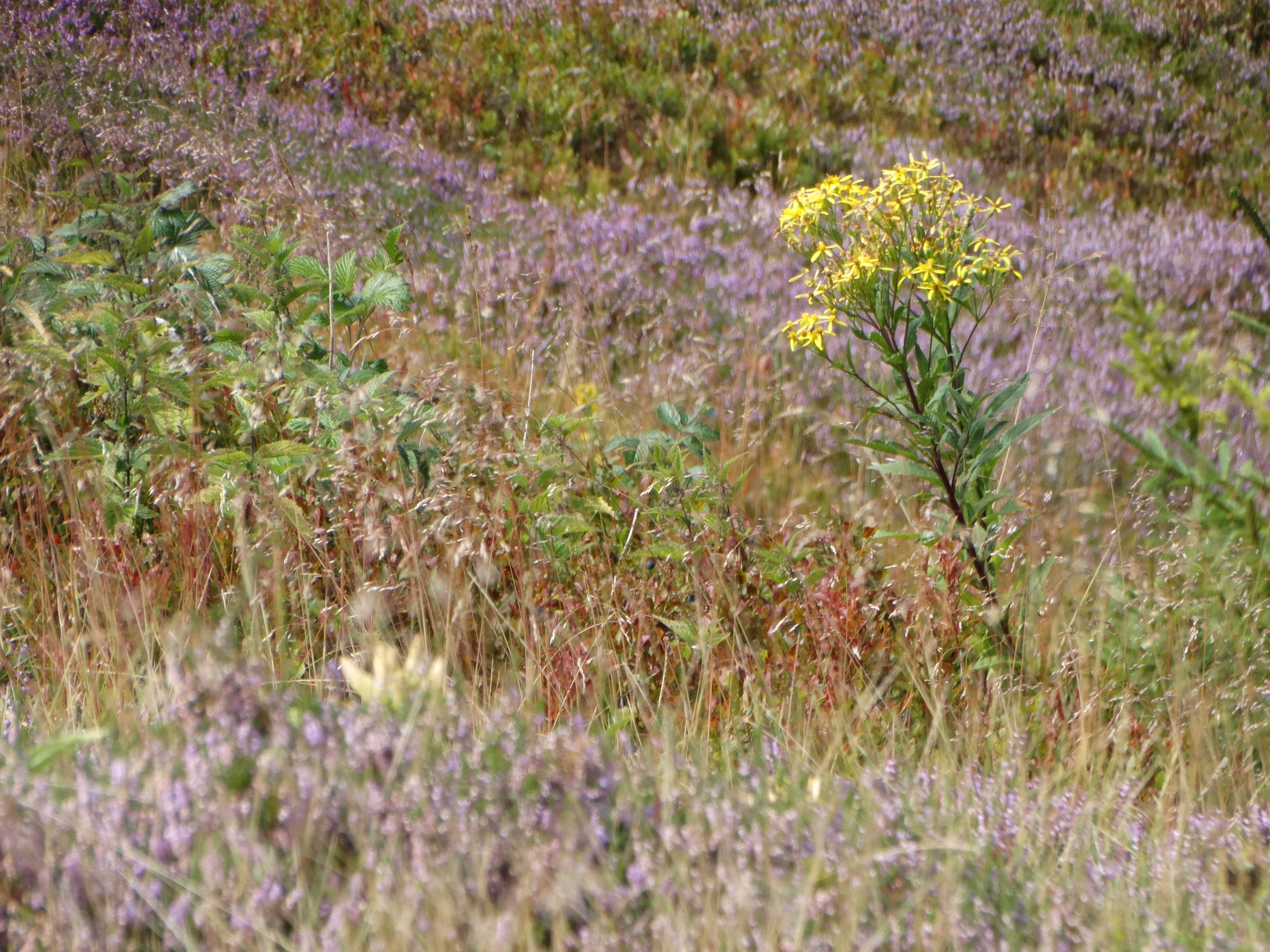 DSC08138 2026-08-19 pretul, stmk senecio ovatus, calluna vulgaris.jpg