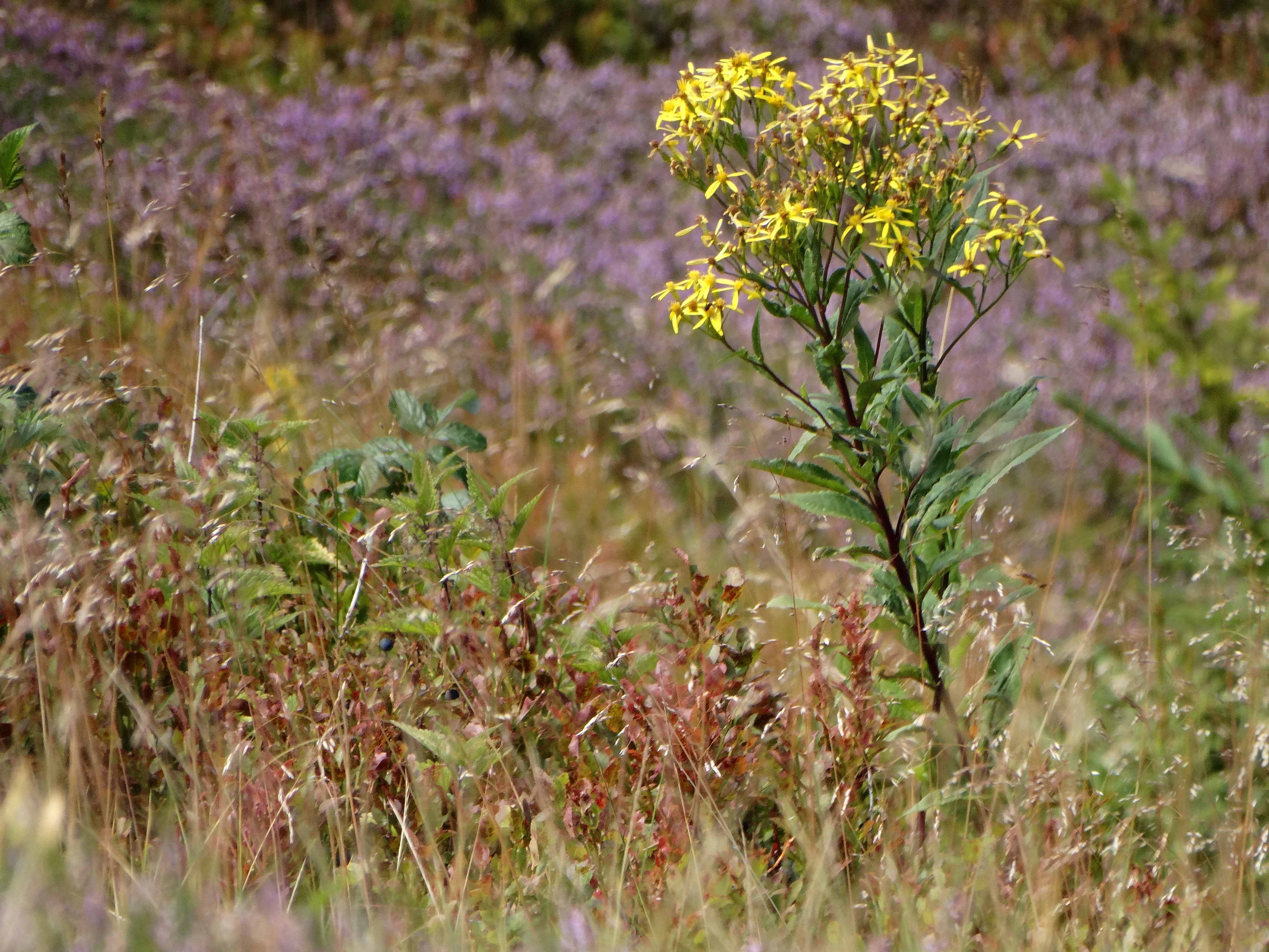 DSC08139 2026-08-19 pretul, stmk senecio ovatus.jpg