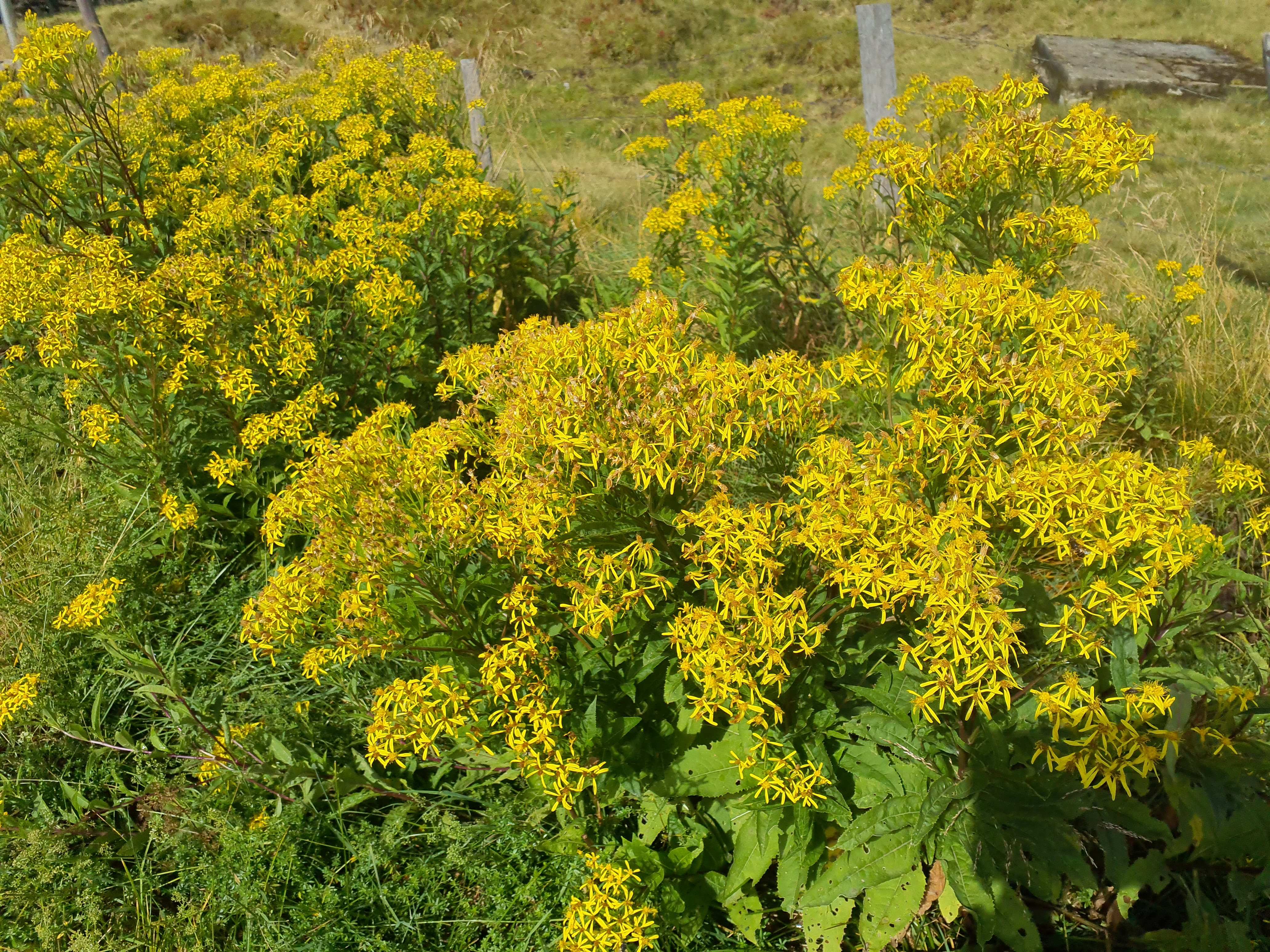 IMG_20260819_111747 2026-08-19 pretul, stmk senecio ovatus.jpg