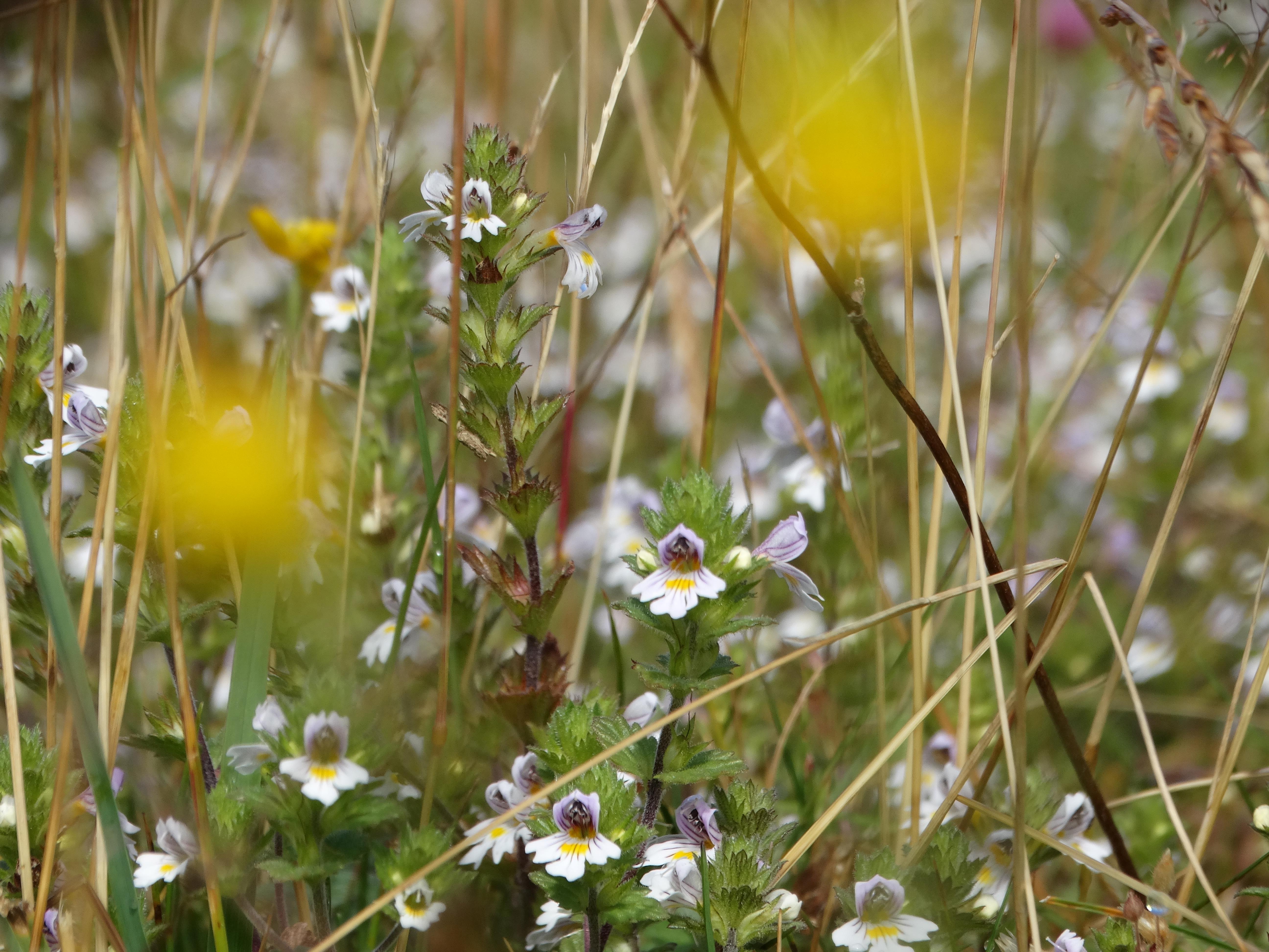 DSC08090 2026-08-19 pretul, stmk euphrasia officinalis.jpg