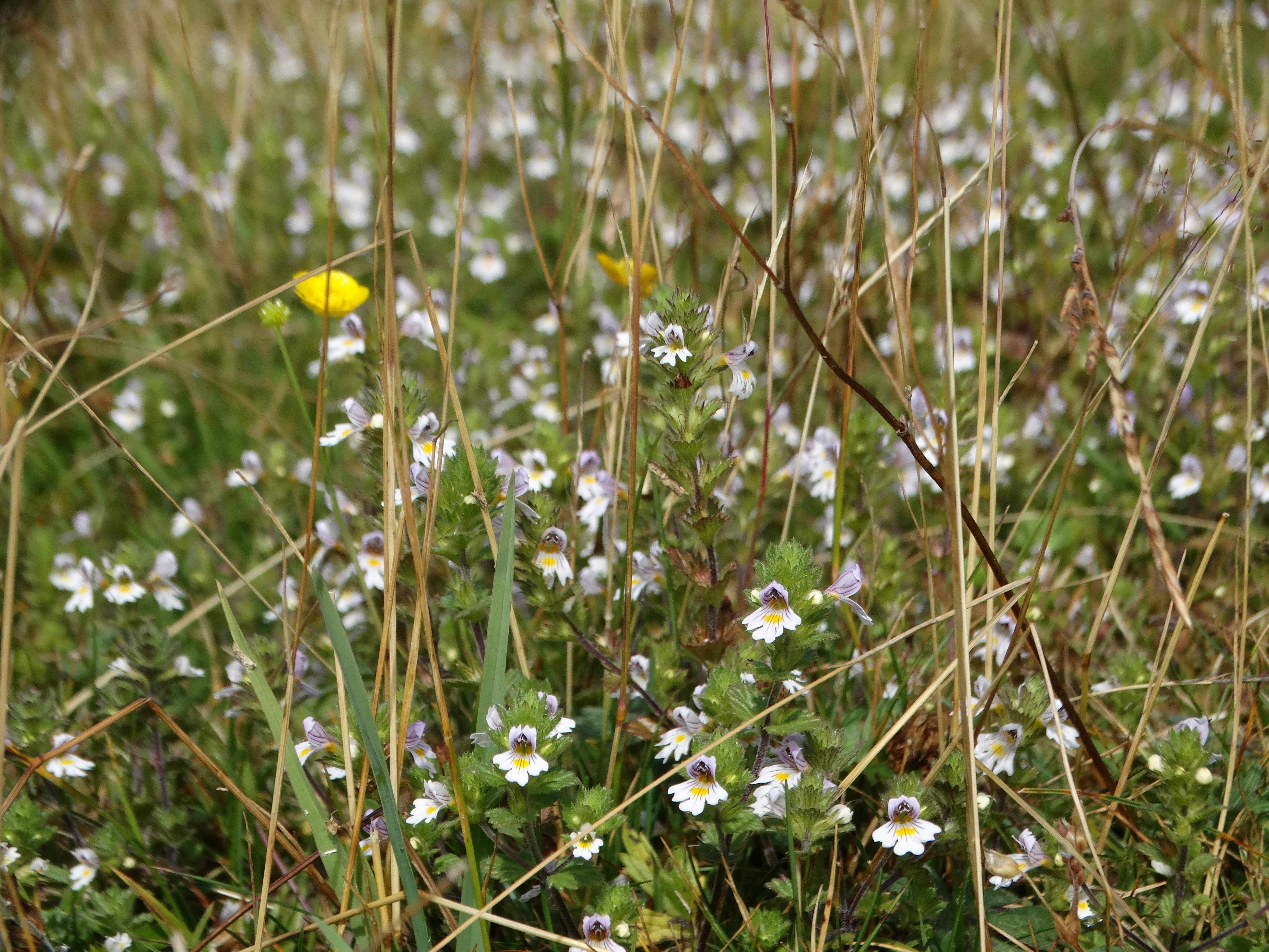 DSC08093 2026-08-19 pretul, stmk euphrasia officinalis.jpg