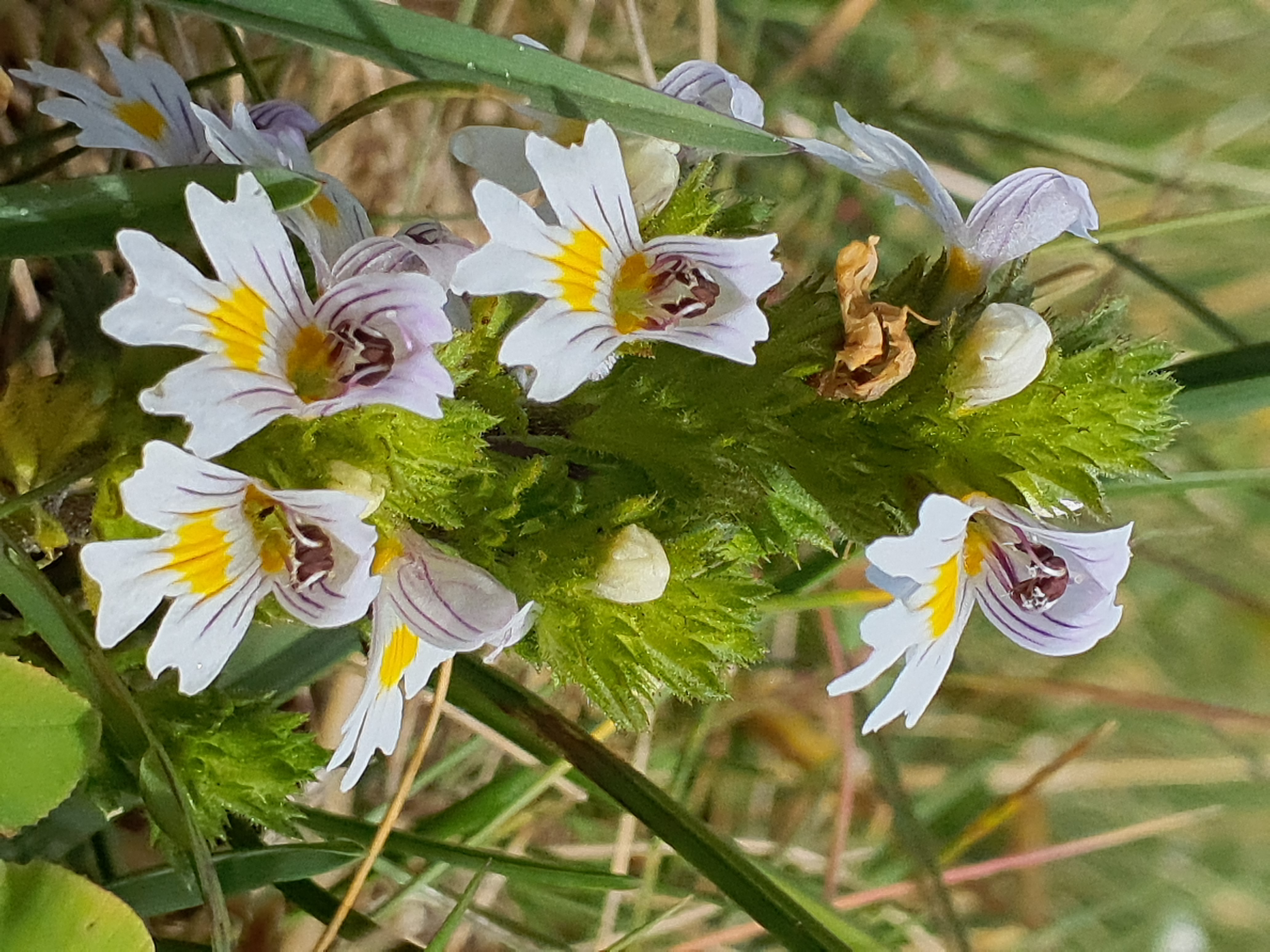 IMG_20260819_104811 2026-08-19 pretul, stmk euphrasia officinalis.jpg