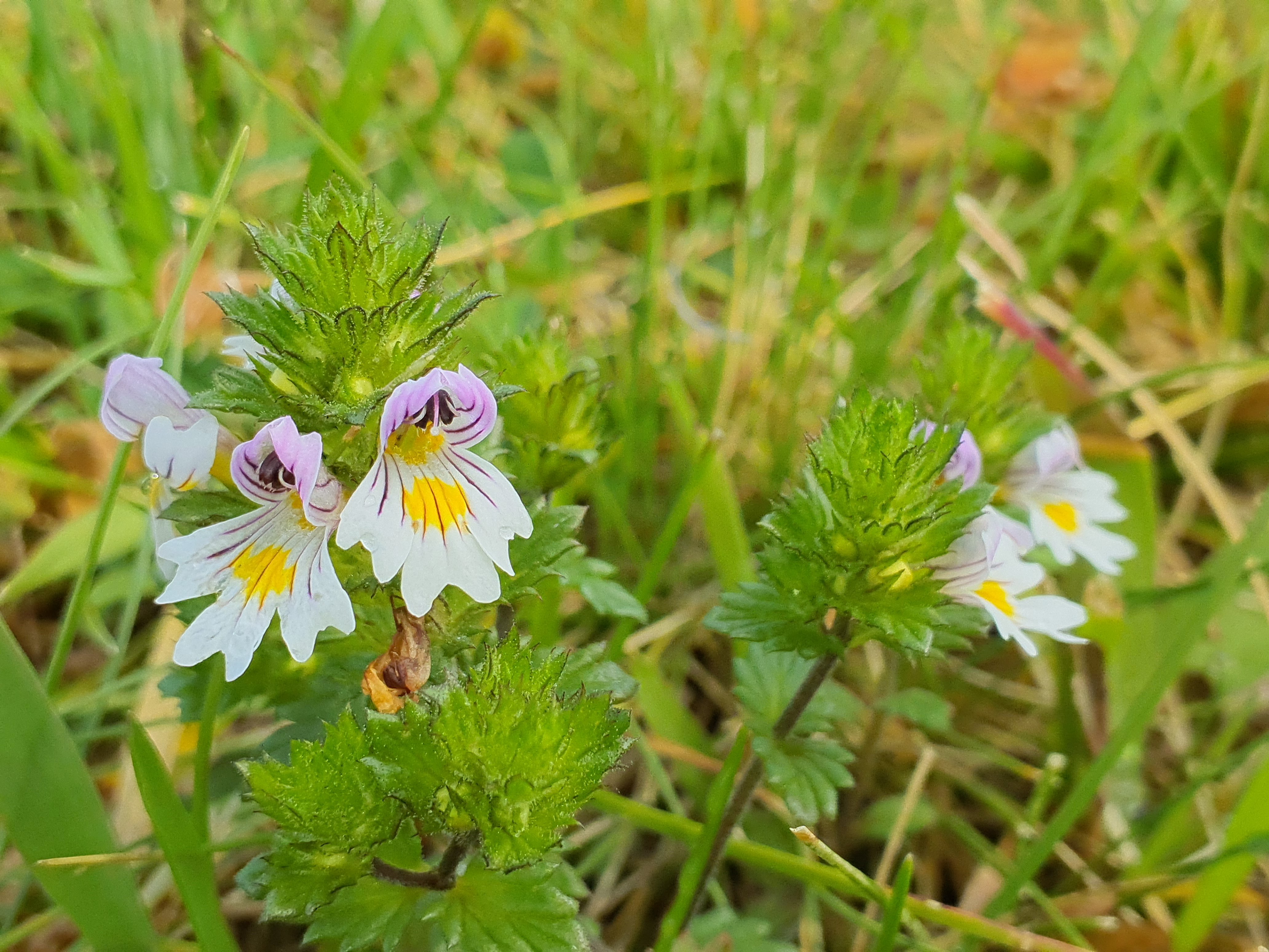 IMG_20260819_104035 2026-08-19 pretul, stmk euphrasia officinalis.jpg