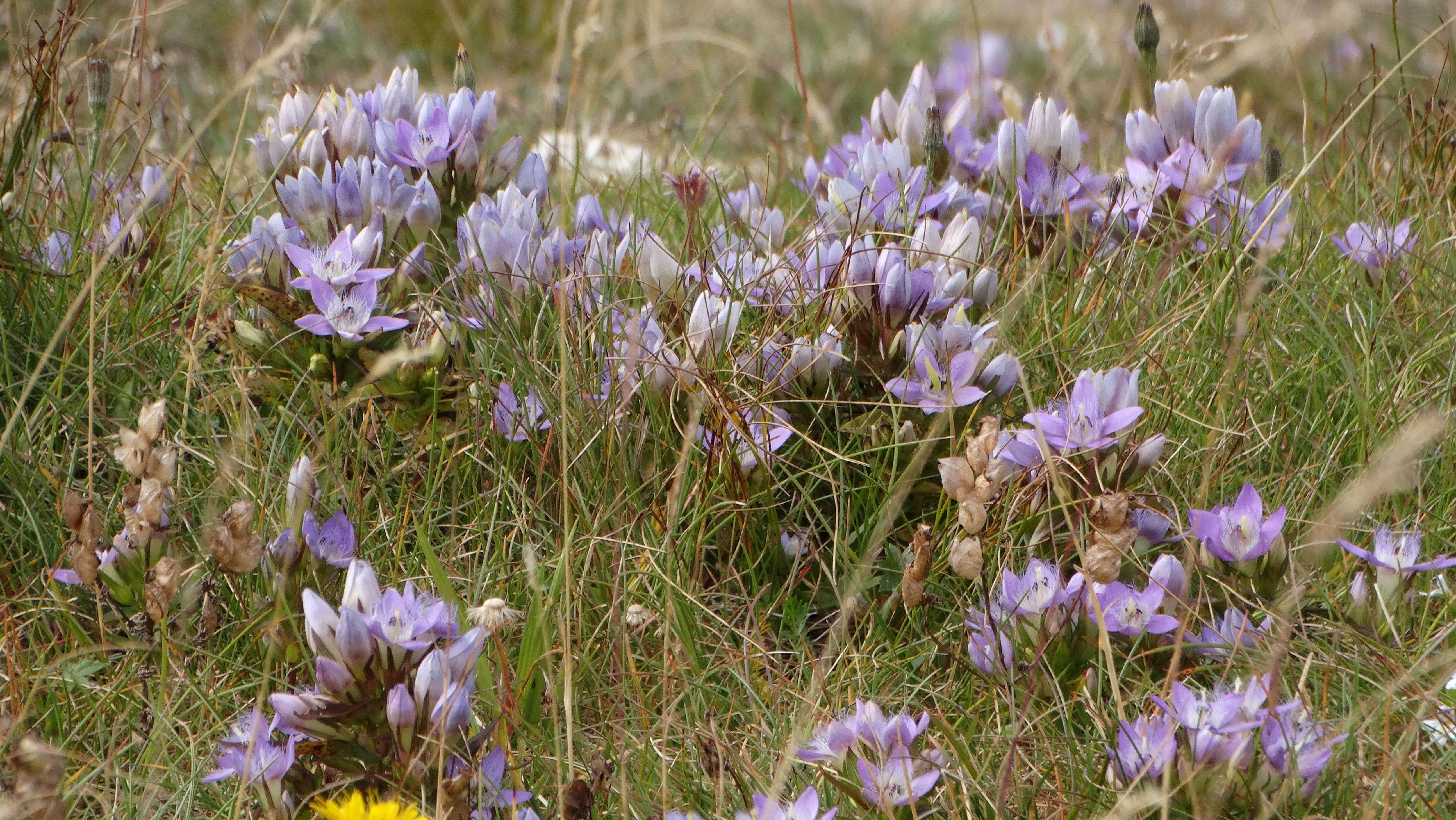 DSC08186 2026-08-19 stuhleck, stmk gentianella austriaca.jpg