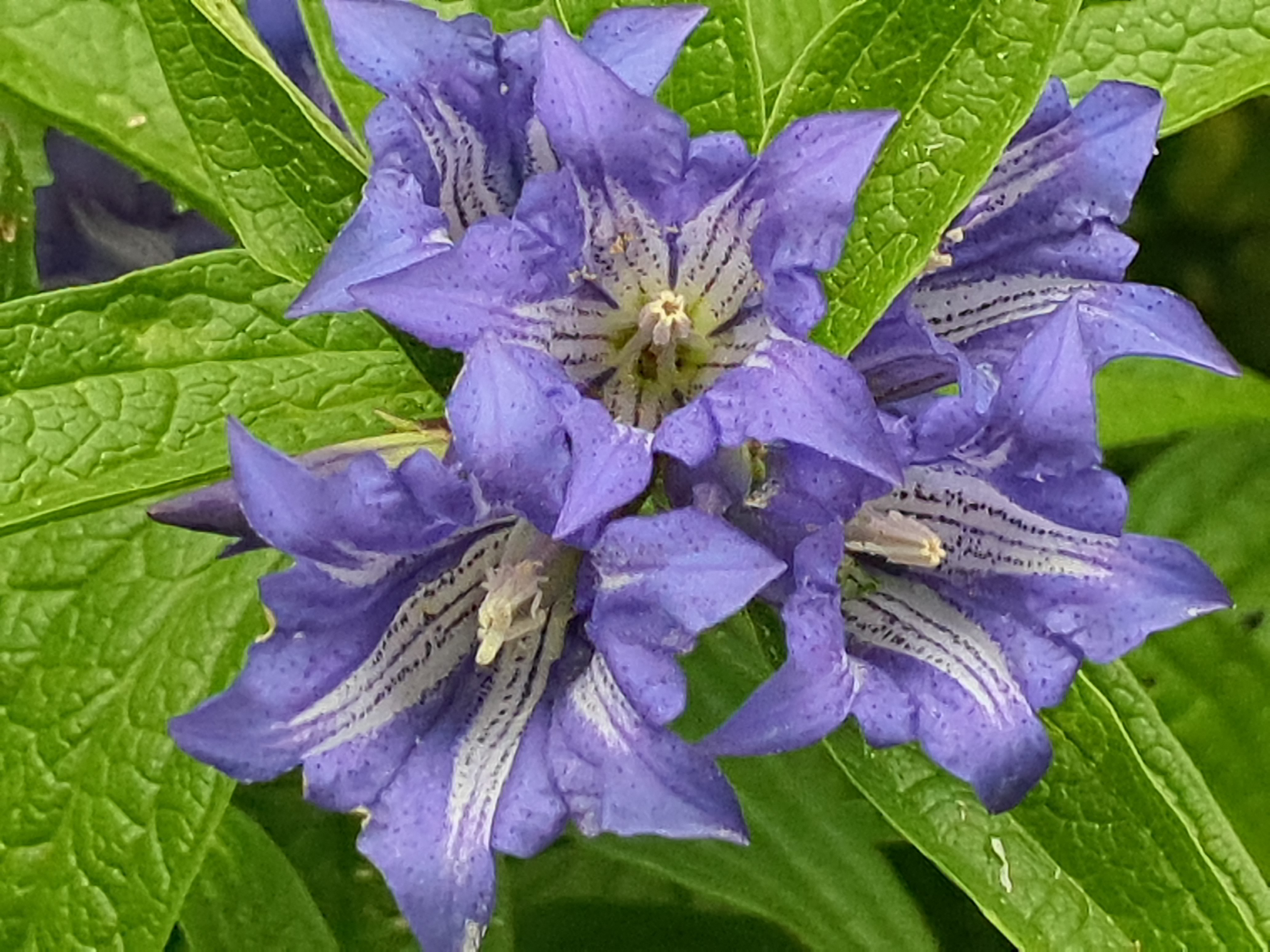 IMG_20260819_153606 stuhleck, stmk gentiana asclepiadea.jpg