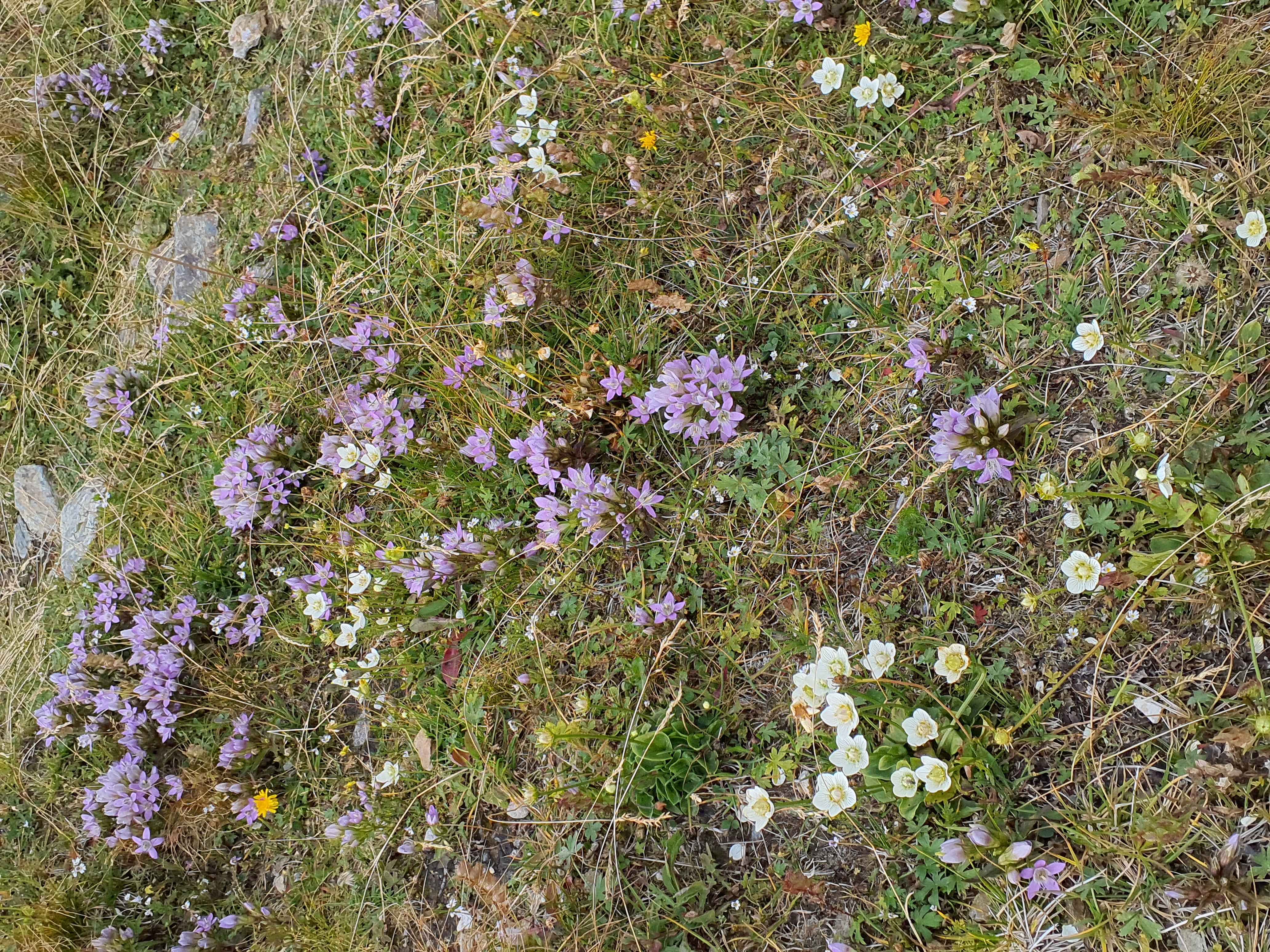 IMG_20260819_140402 2026-08-19 stuhleck, stmk gentianella austriaca, parnassia palustris.jpg