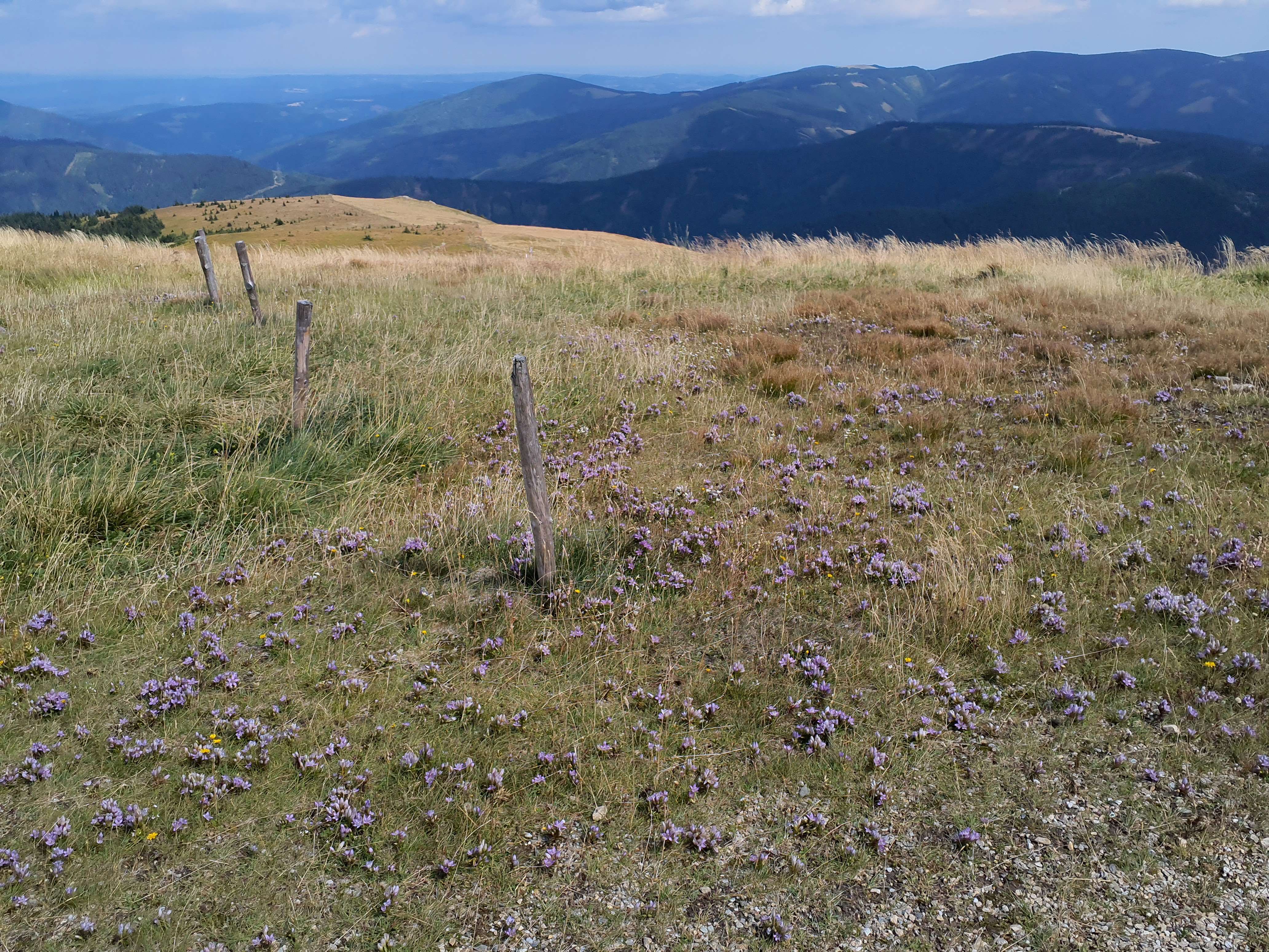 IMG_20260819_142038 stuhleck, stmk gentianella austriaca.jpg