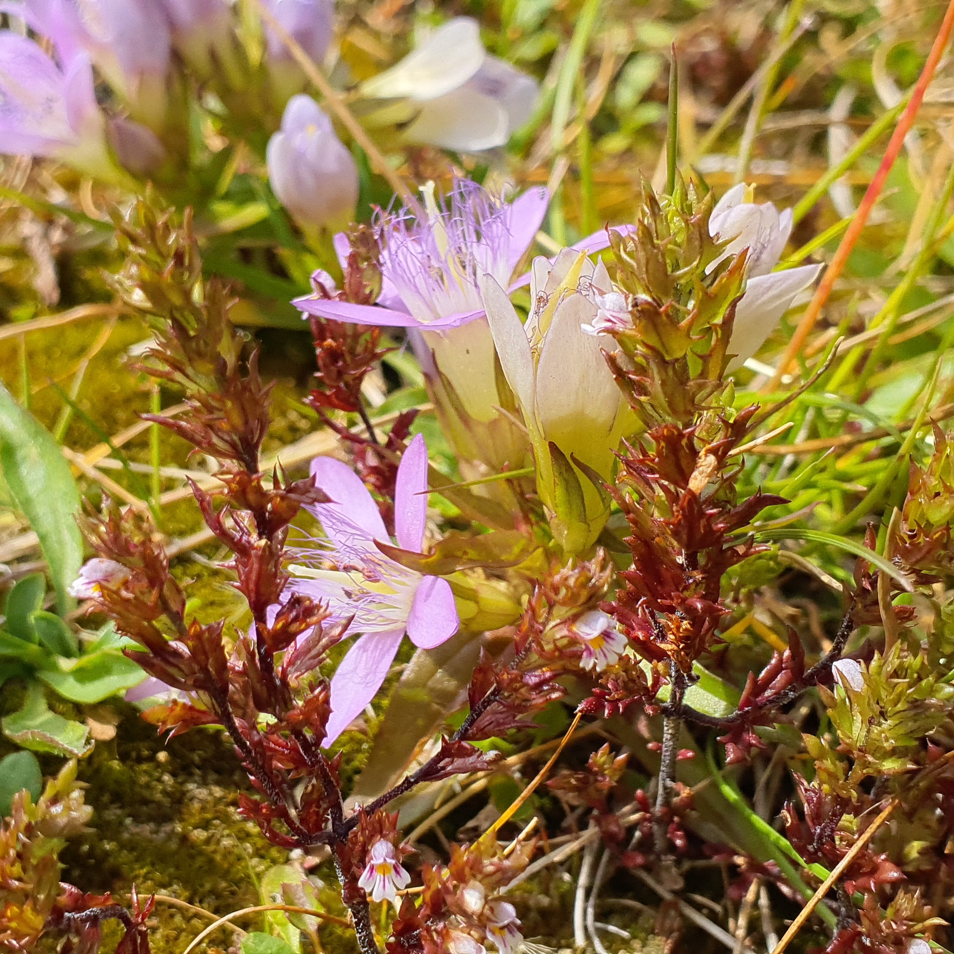 stuhleck, stmk gentianella austriaca, euphrasia salisburgensis.jpg