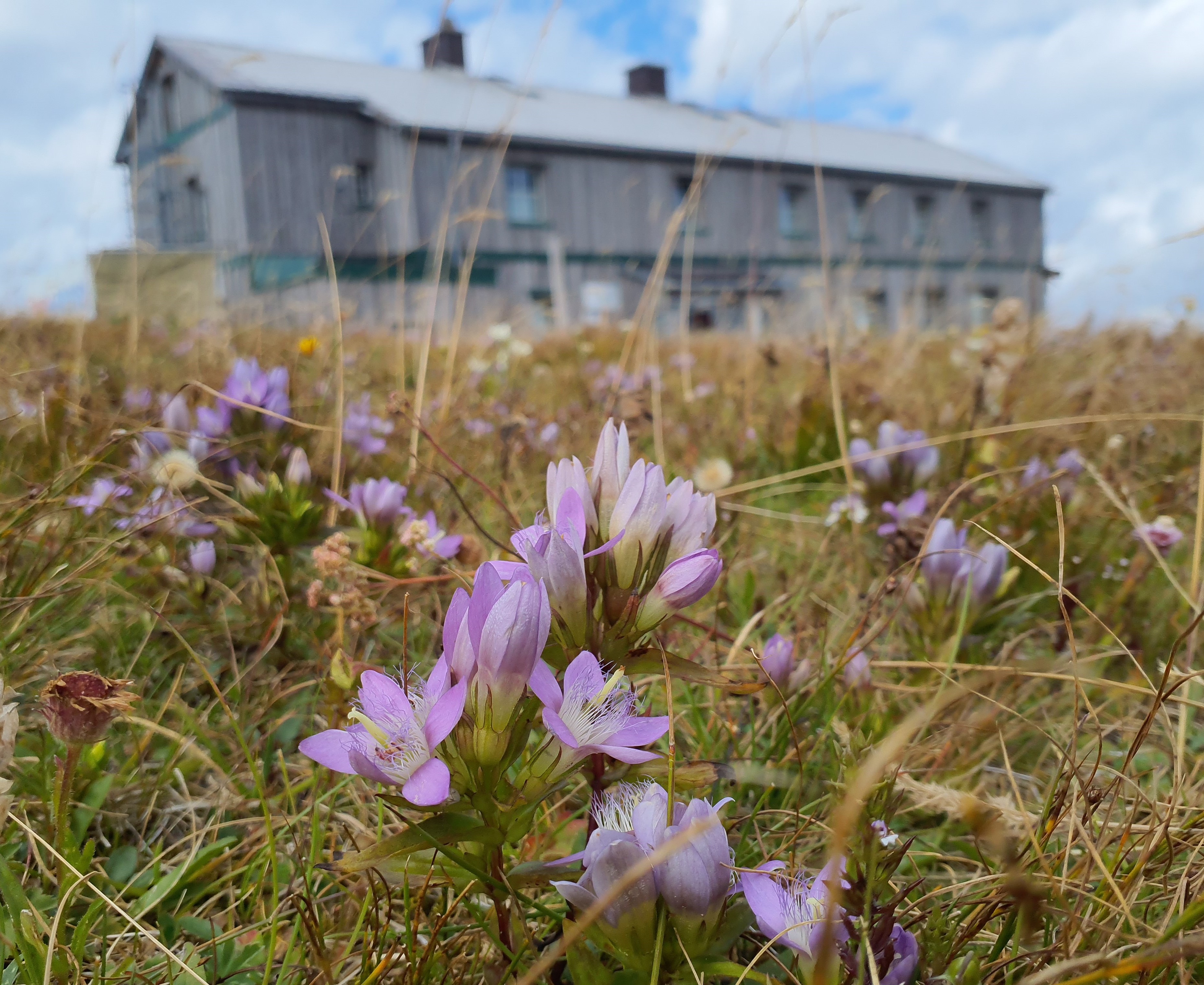stuhleck, stmk gentianella austriaca.jpg