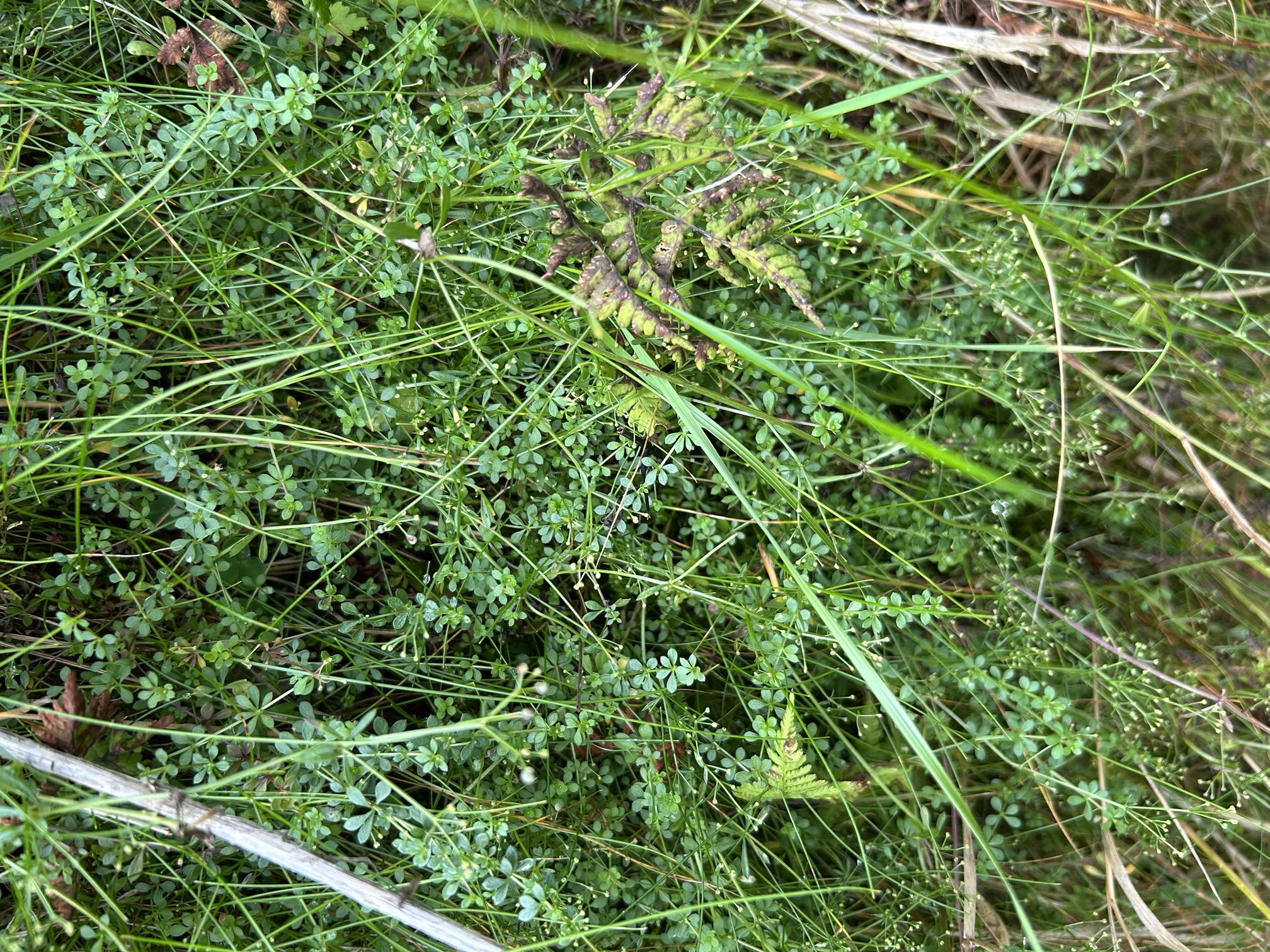 IMG_3515.jpeg