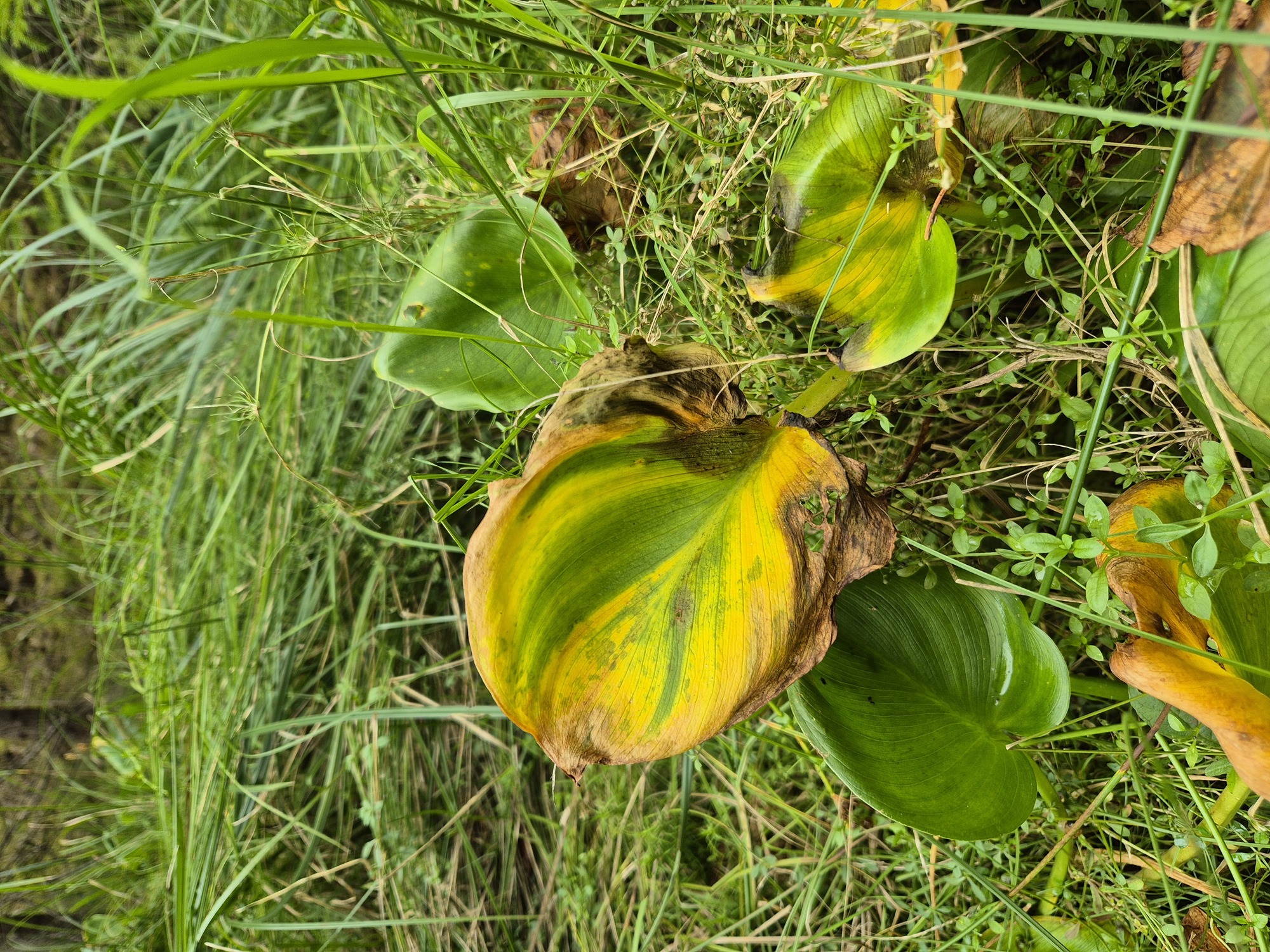 20260820_125056.jpg