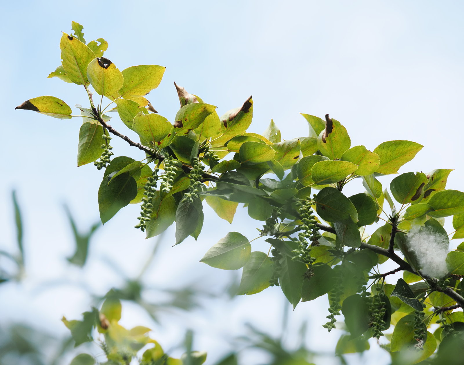20260824_P8244083_0307_Populus balsamifera.jpg