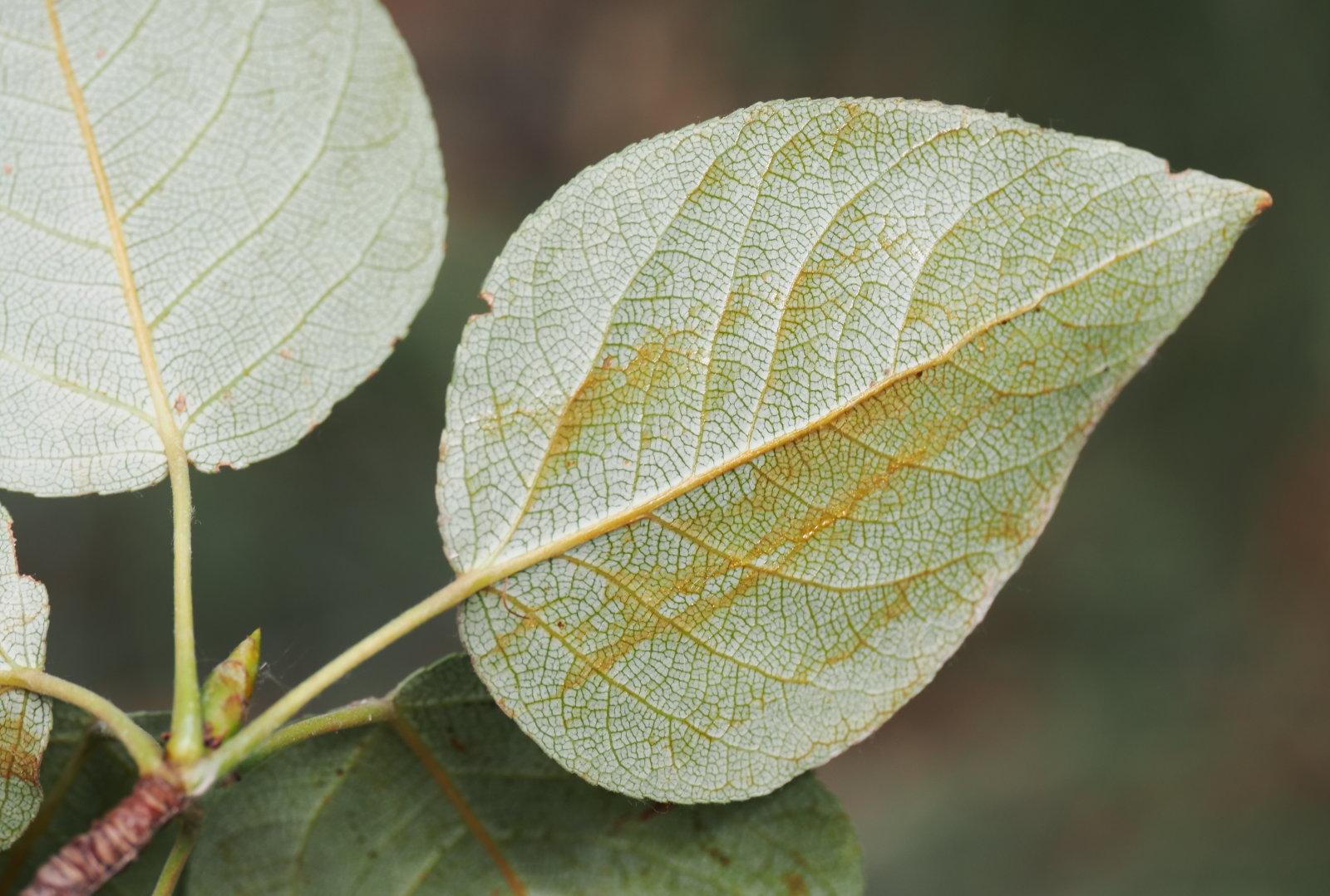 20260824_P8244087_0311_Populus balsamifera.jpg