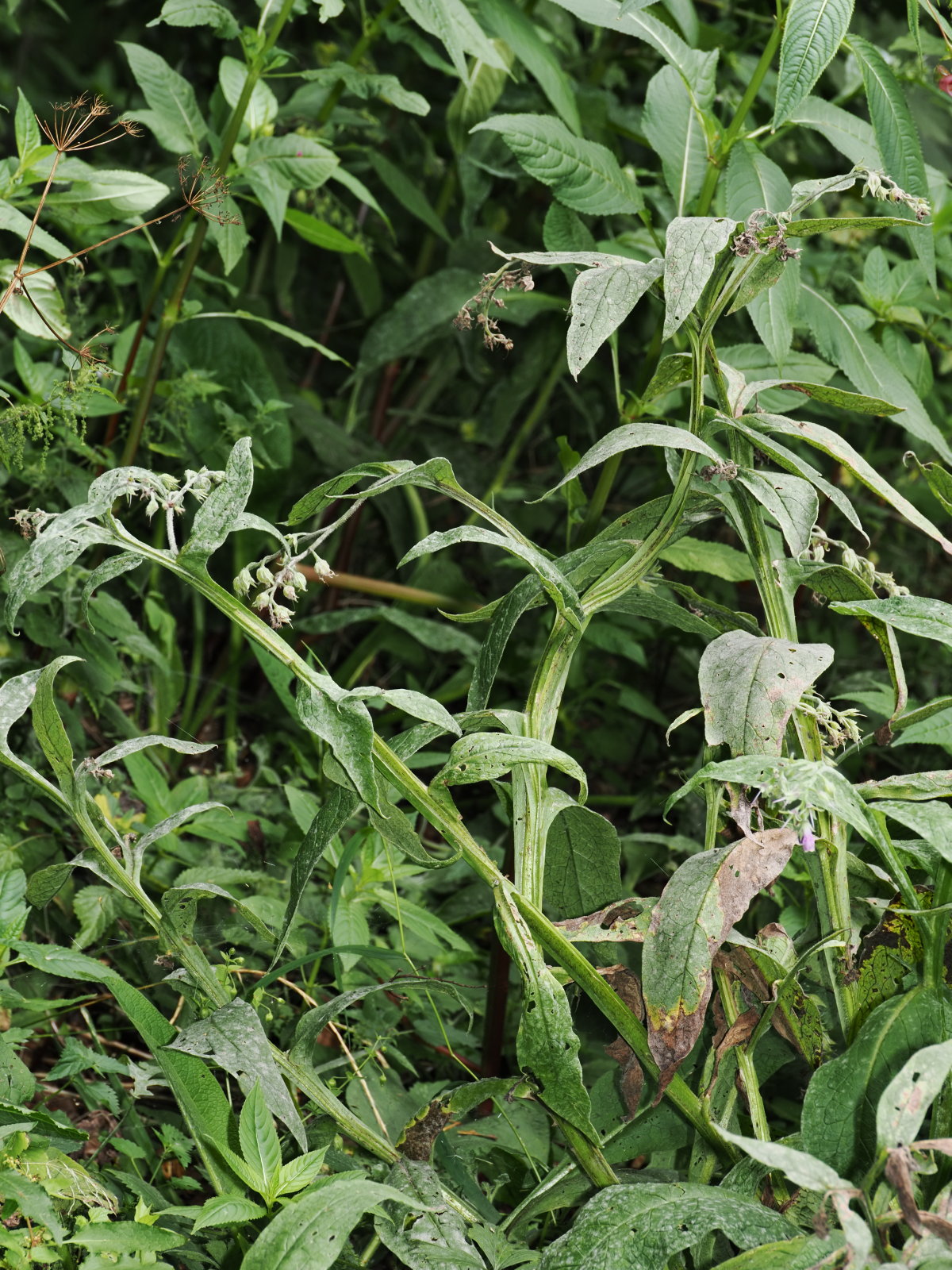 20260823_P8233872_0096_Symphytum officinale.jpg
