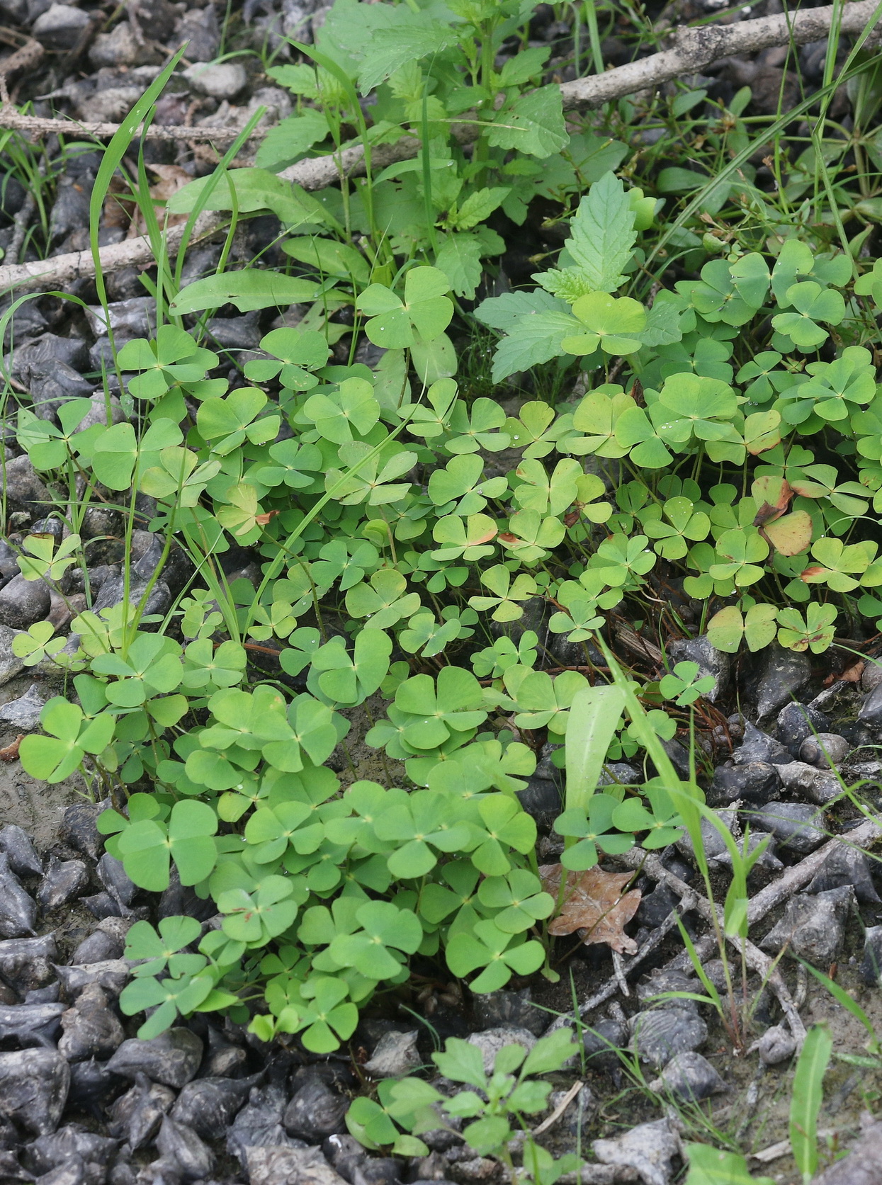 Marsilea.quadrifolia.St-Eichbachteich-SO-Ufer.Sugaritzwald.b.Pichla .22.Aug.26.JPG