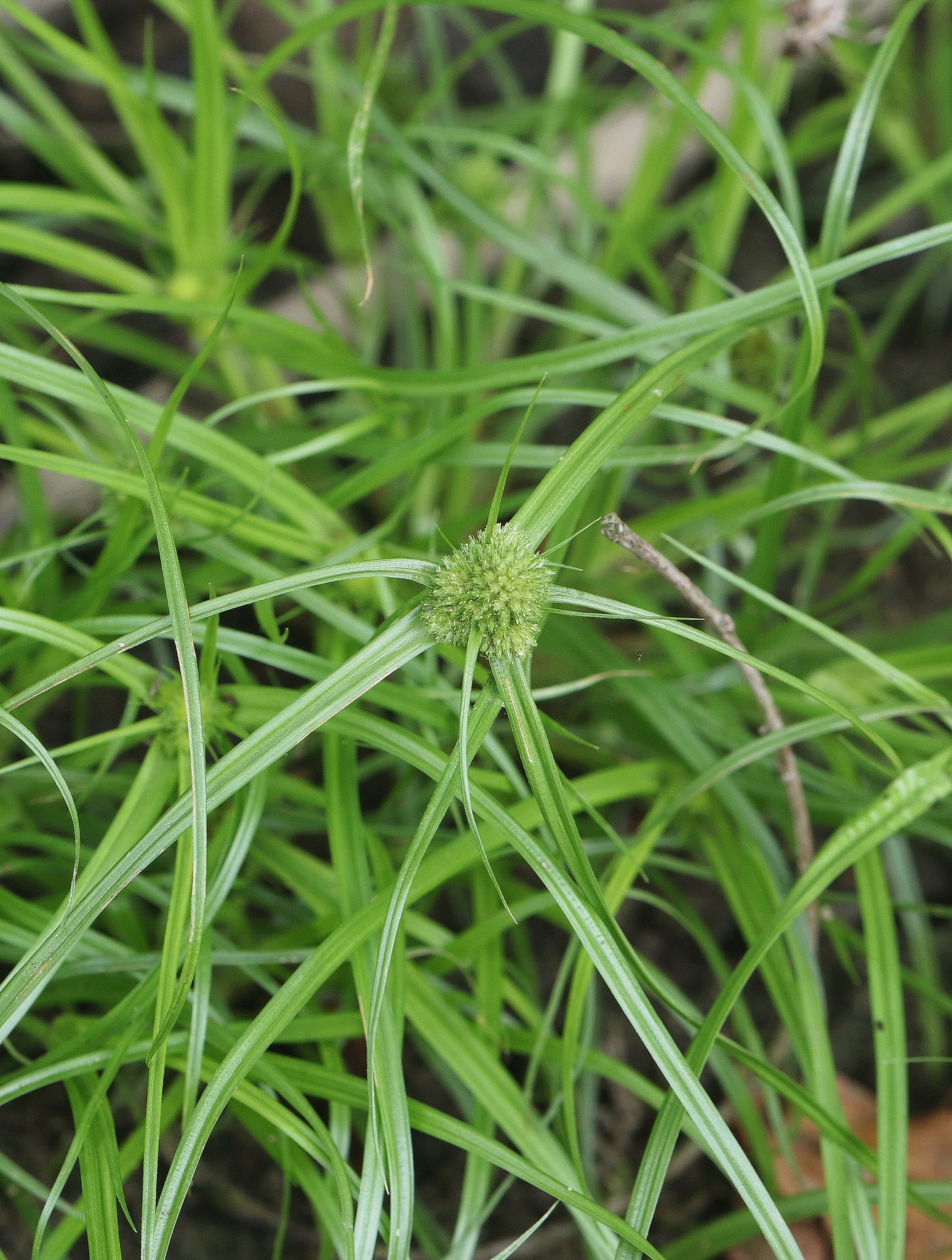 Cyperus.michelianus.St-Eichbachteich.Sugaritzwald.b.Pichla.22.Aug.26.JPG
