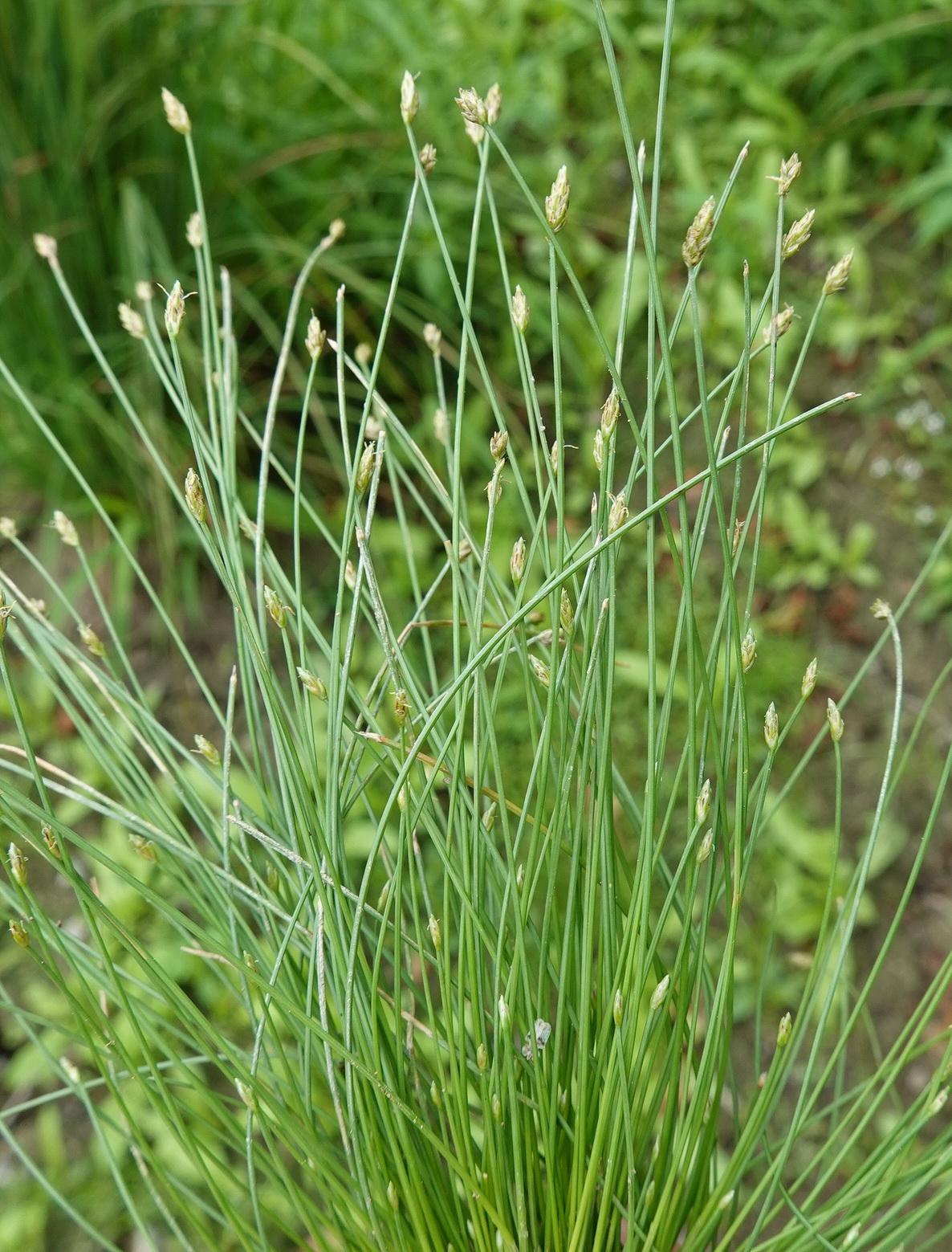 Eleocharis.carniolica.St-Eichbachteich.Sugaritzwald.b.Pichla.22.Aug.26..JPG