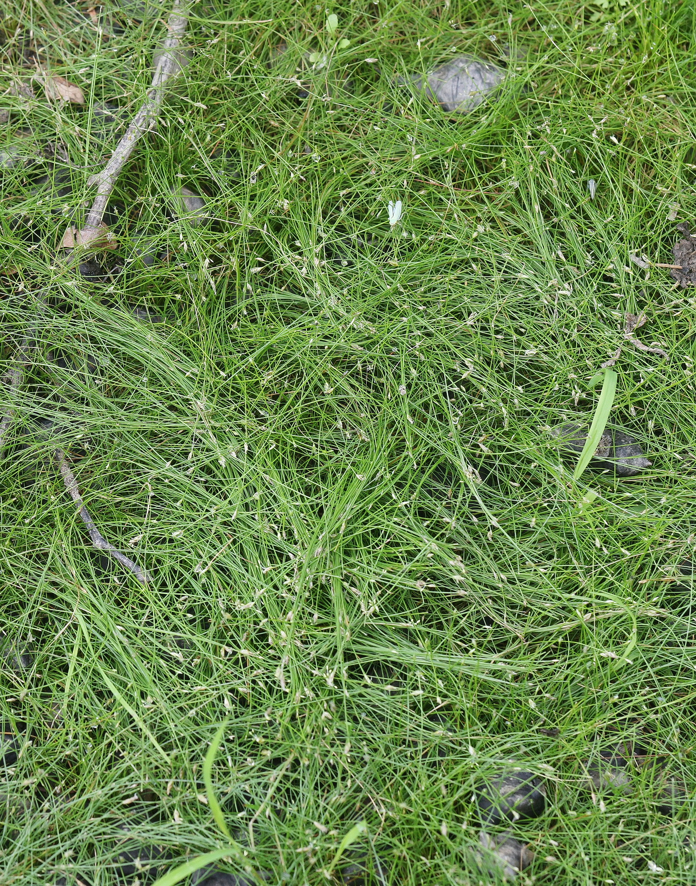 Eleocharis.acicularis.St-Eichbachteich.b.Mureck.Sugaritzwald.22.Aug.26.JPG