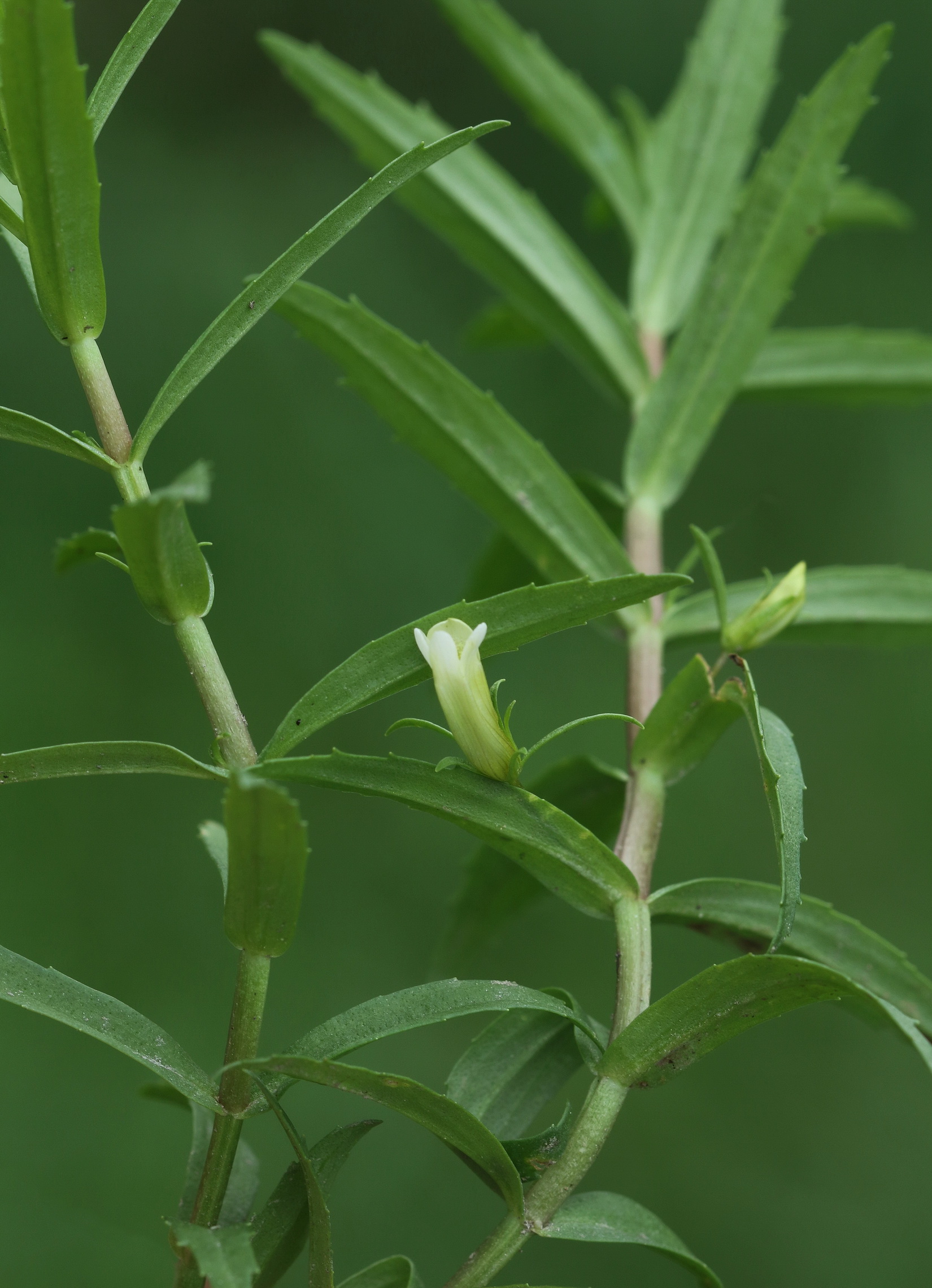 Gratiola.officinalis.St-Eichbachteich.S-Ufer.Sugaritzwald.b.Pichla. 22.Aug.26.JPG