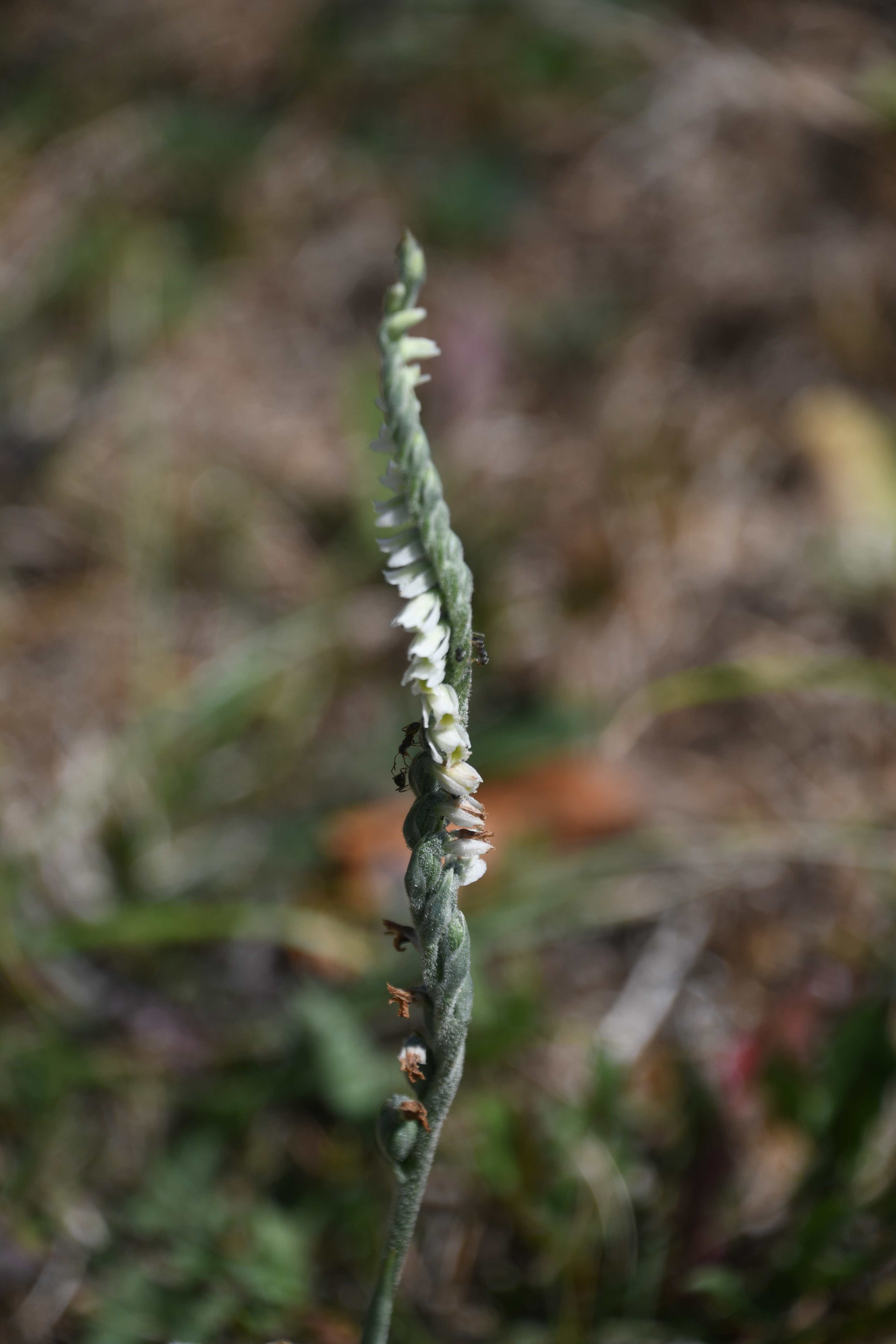 LF - 27082026 - (140) - Spiranthes spiralis - Herbst-Wendelähre.jpg