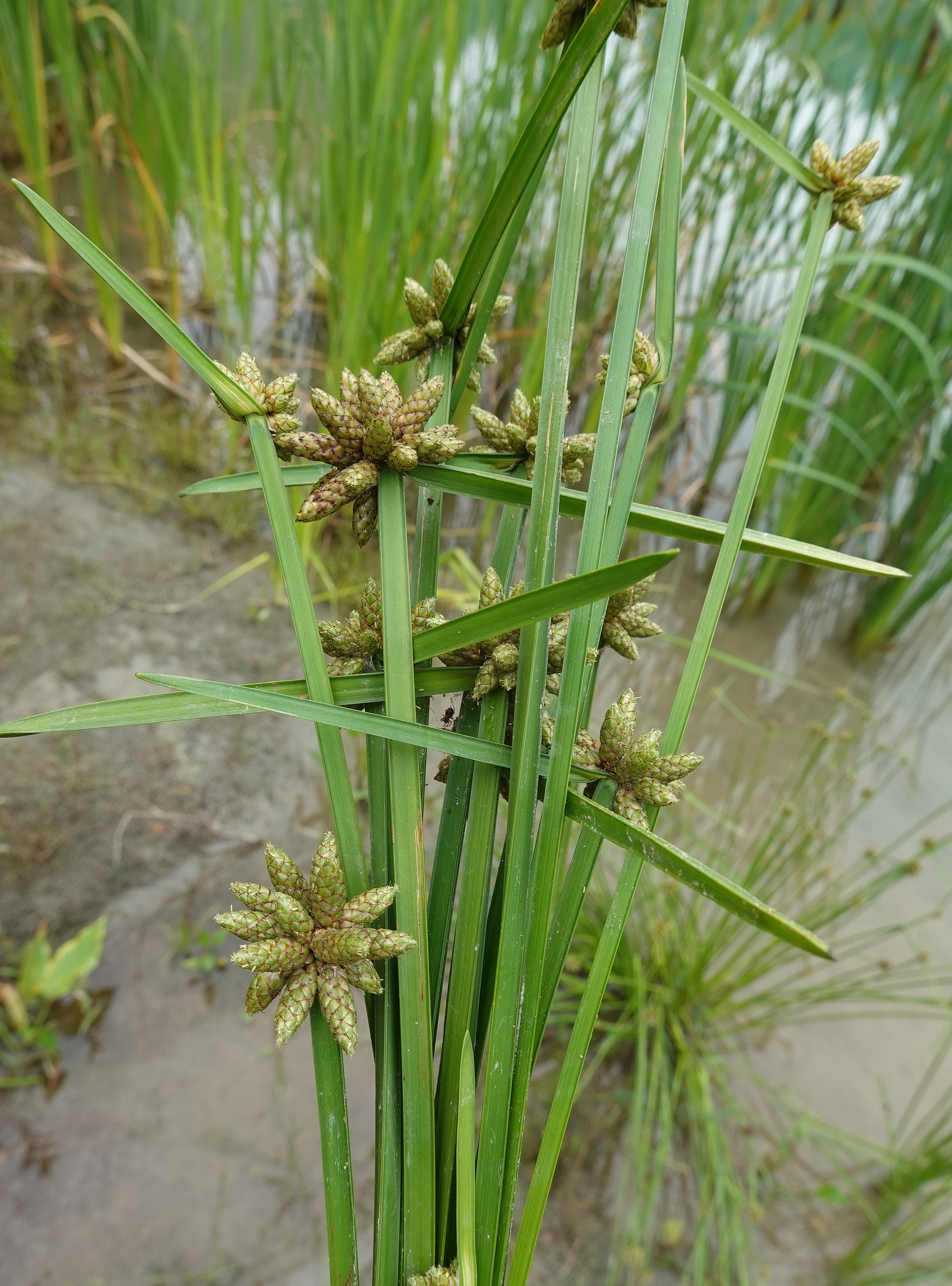 Schoenoplectiella.mucronata.St-Graschach-Ziegelteiche.b.Gleinstätten.28.Aug .26.JPG