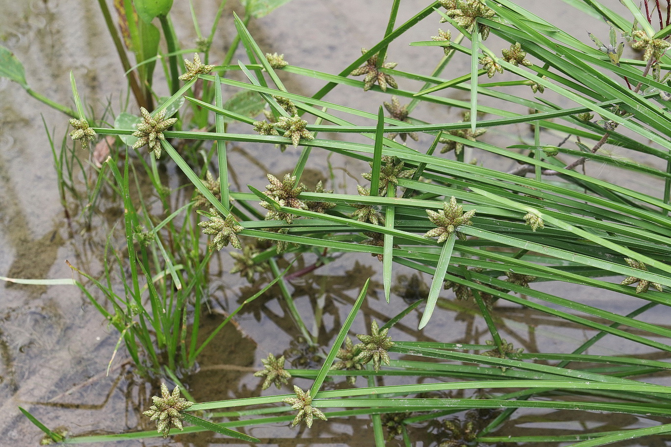 Schoenoplectiella.mucronata.St-Graschach-Ziegelteiche.b.Gleinstätten.28.Aug.2026..JPG