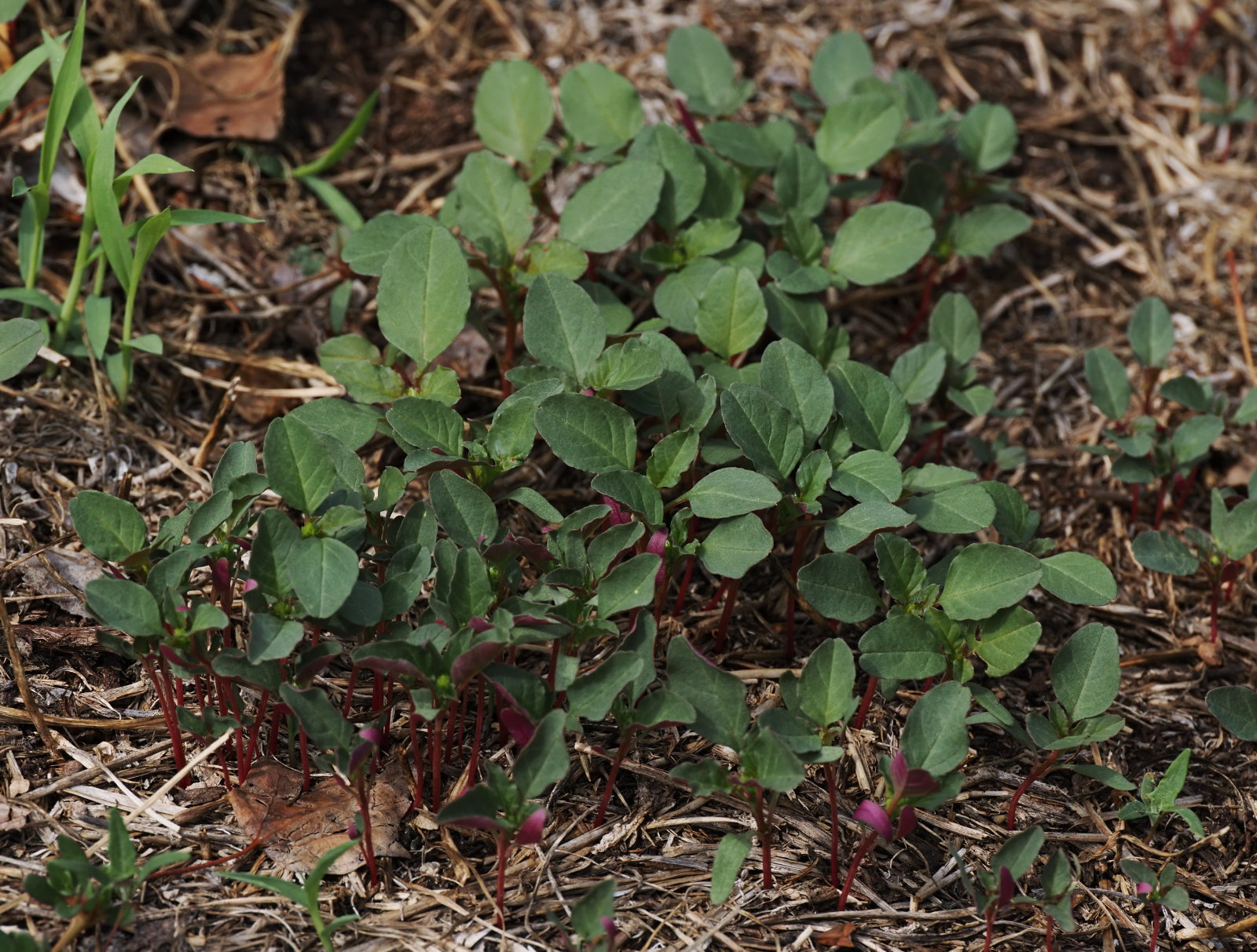 20260902_P9024514_0231_cf_Chenopodium album.jpg