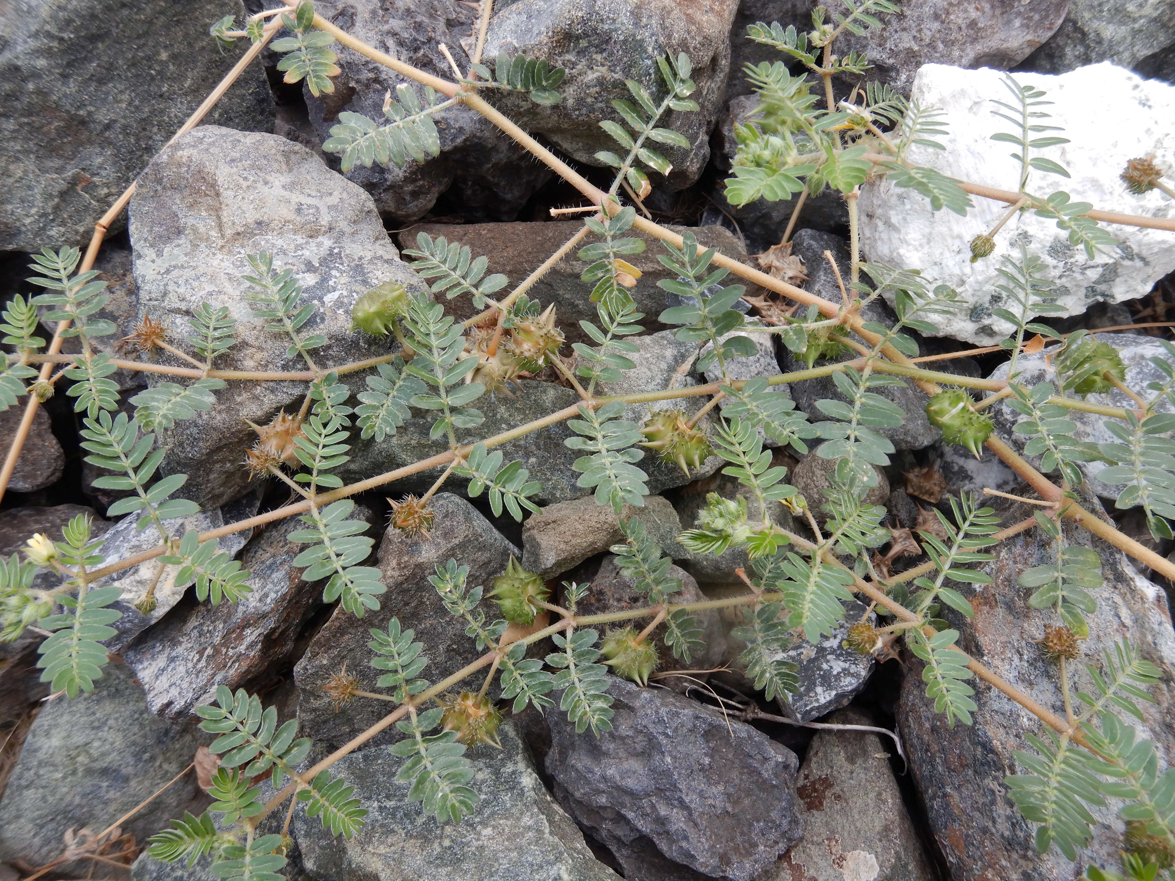 DSCN7020 tribulus terrestris, bhf. wallern im seewinkel, 2026-09-03.jpg