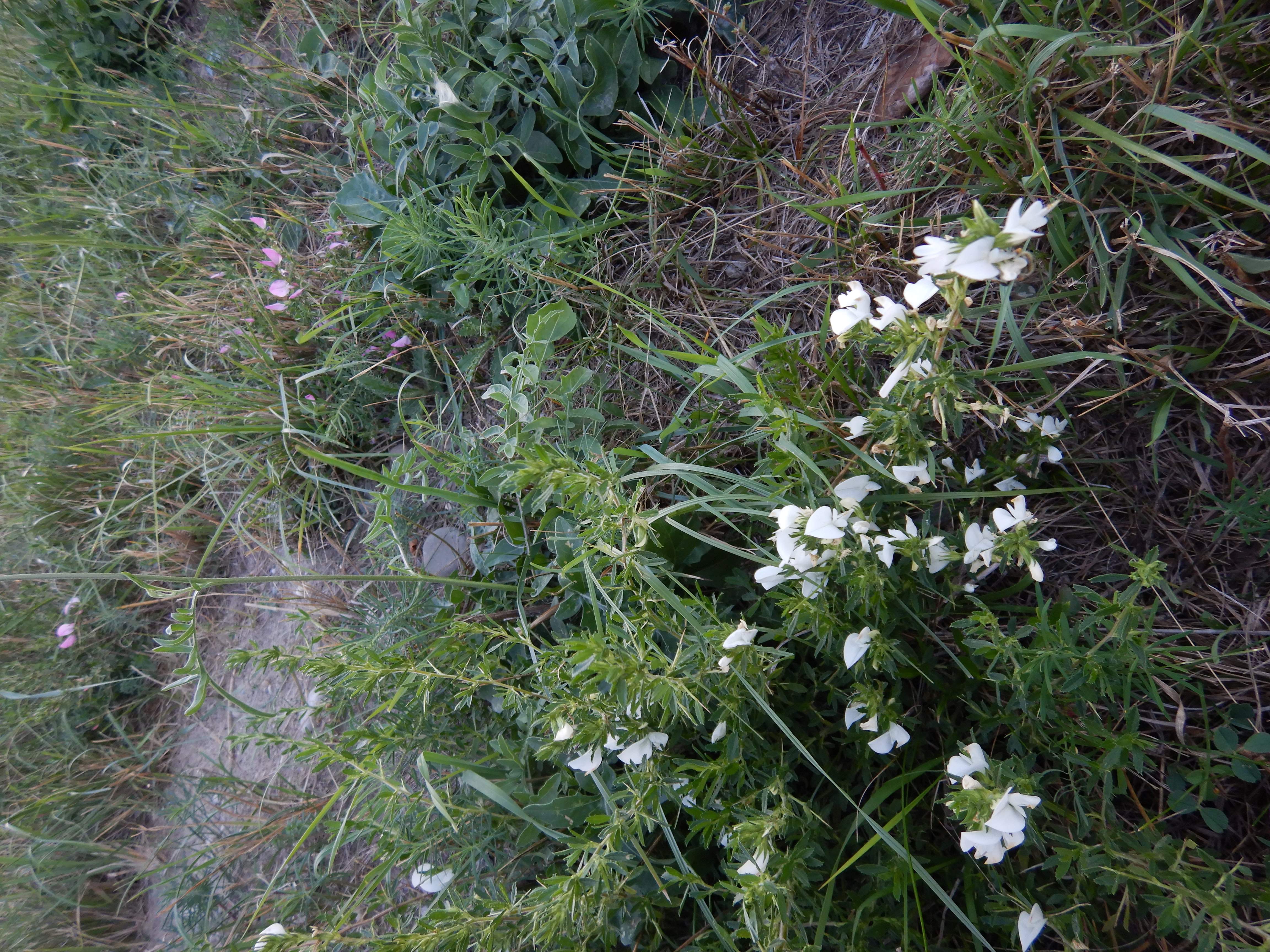 DSCN8636 2026-09-06, Albino Ononis spinosa, Marchfelddamm bei Schönau.jpg
