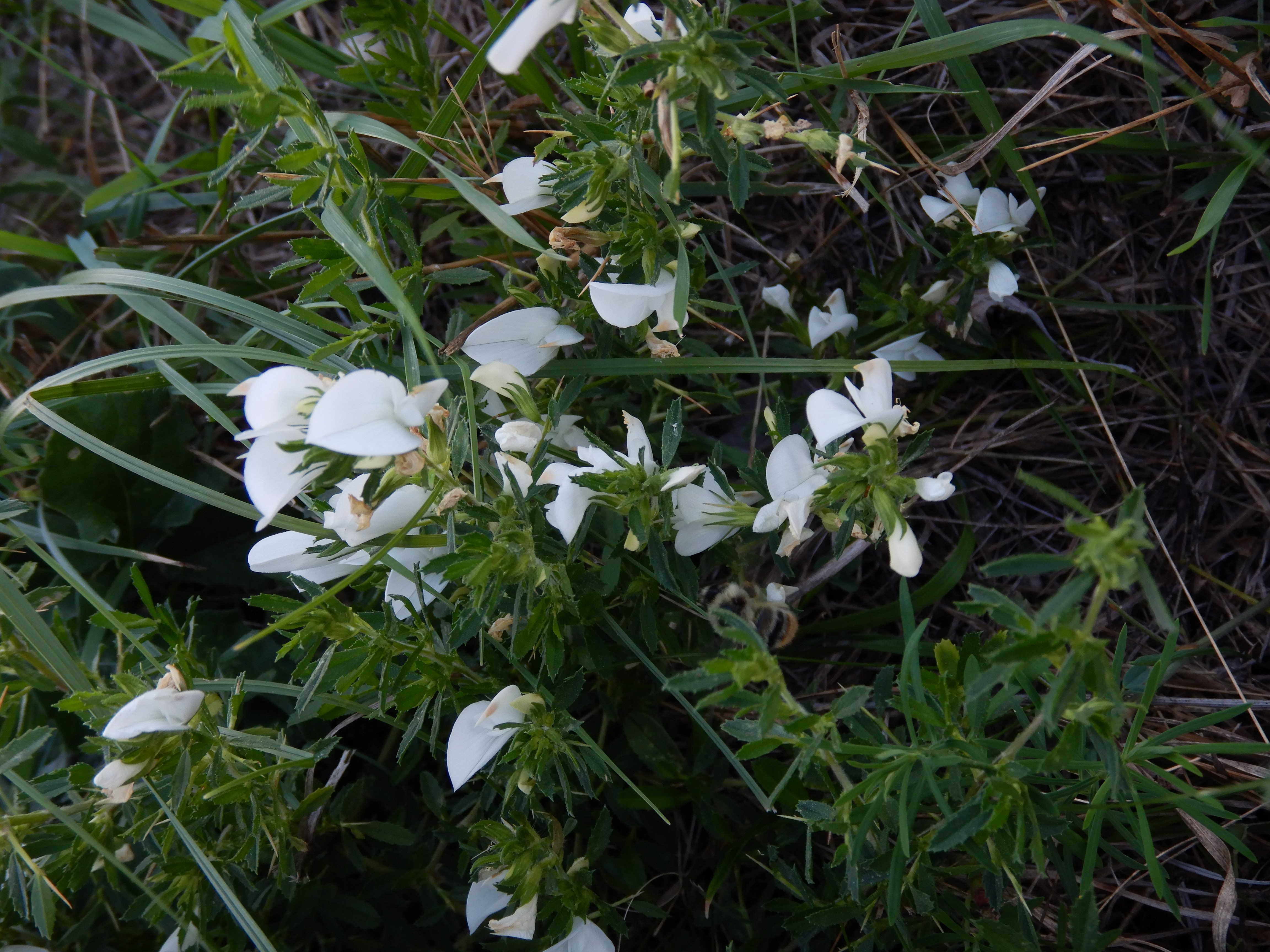 DSCN8639 2026-09-06, Albino Ononis spinosa, Marchfelddamm bei Schönau.jpg