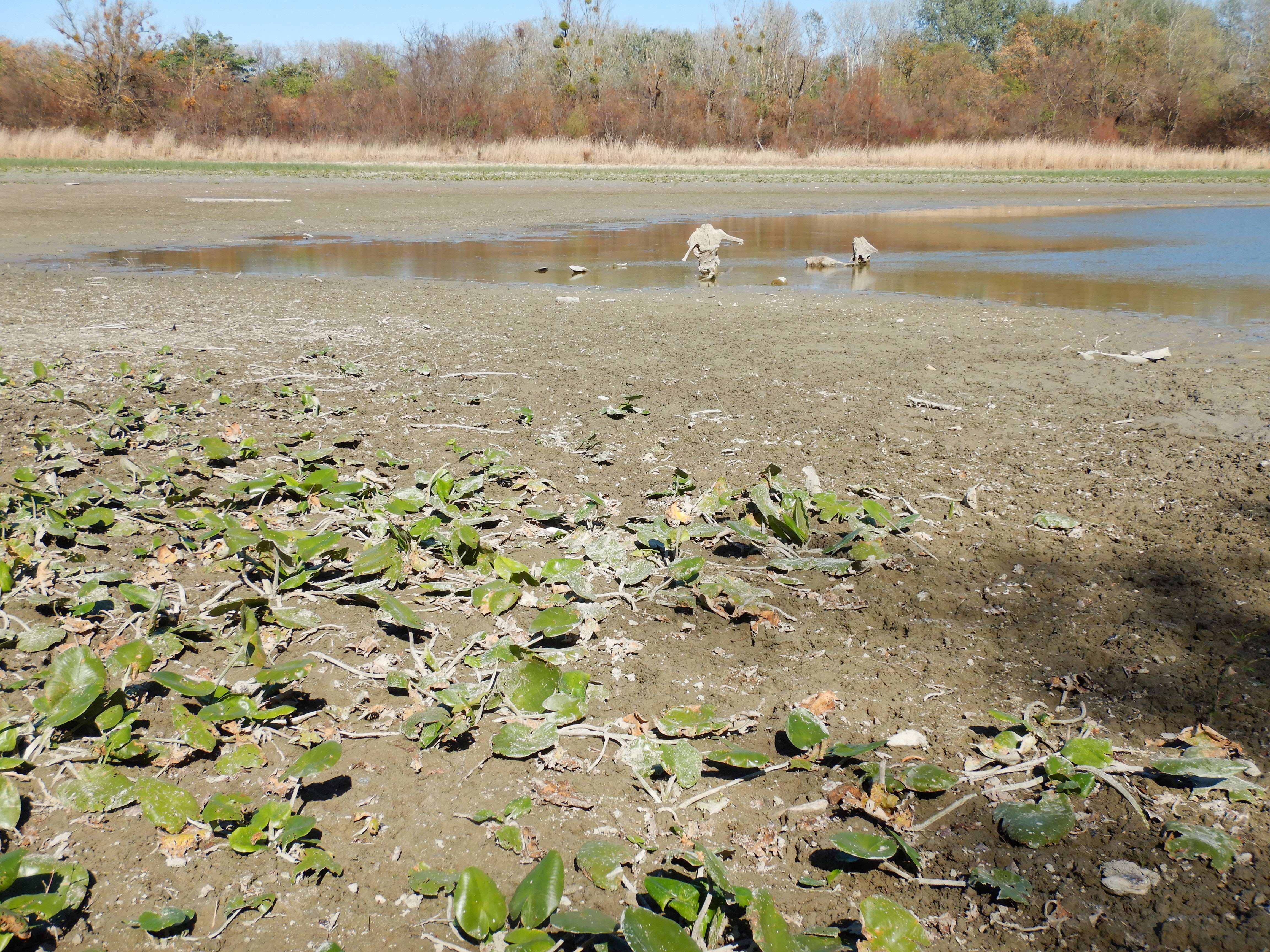 DSCN8273 2026-09-06, Kühwörther Wasser bei Mühlleiten.jpg